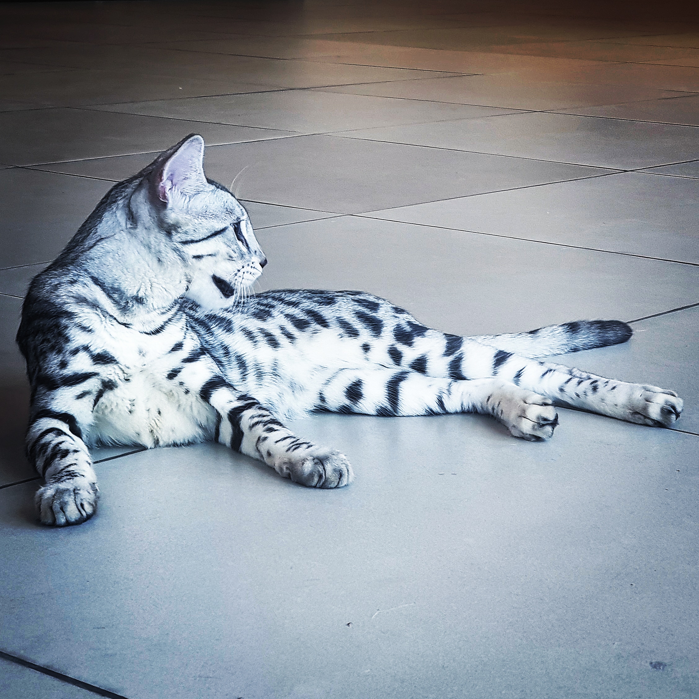 Filipino Nobles Arthur