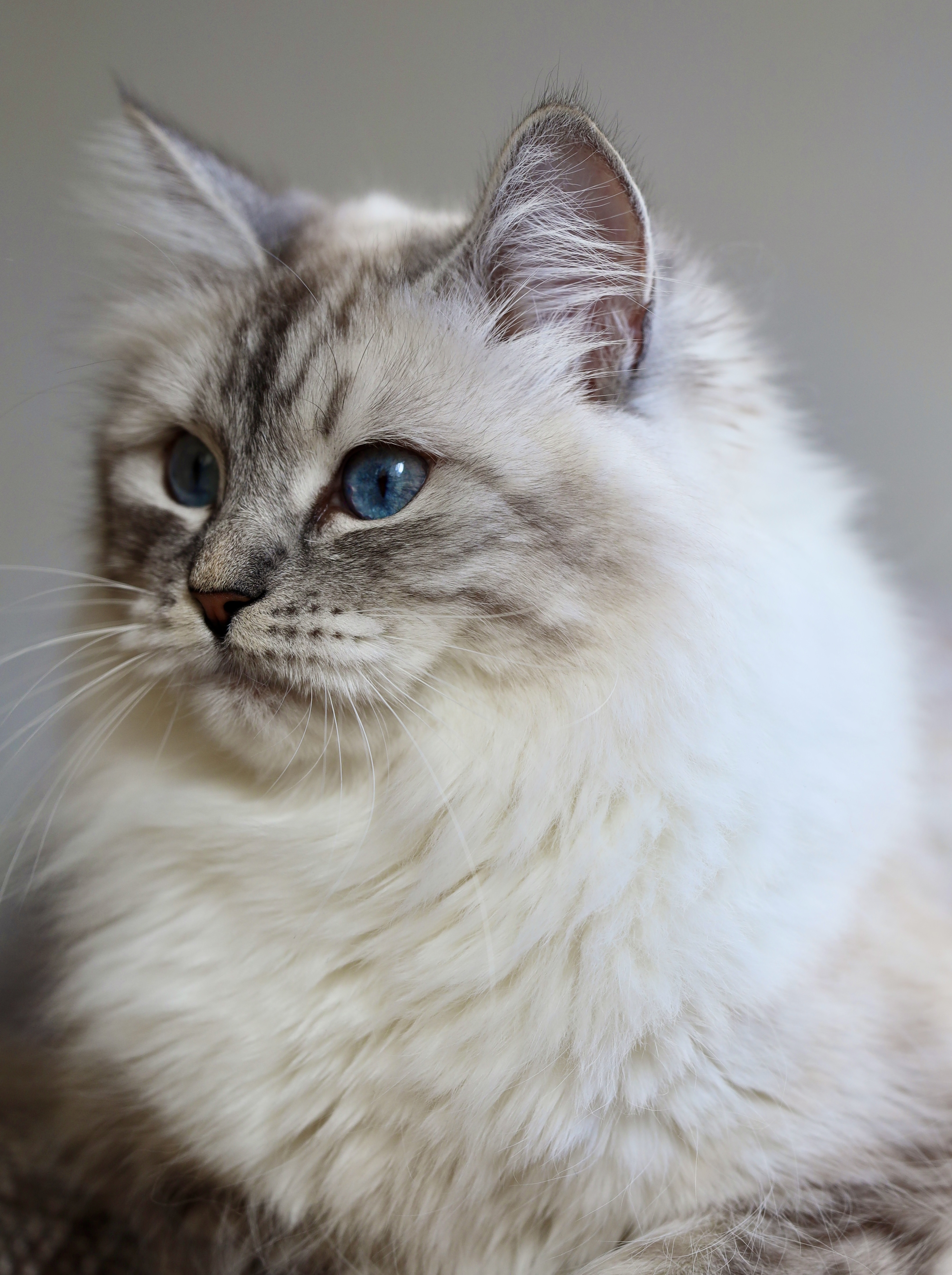 Pavetta Jewel Aurora