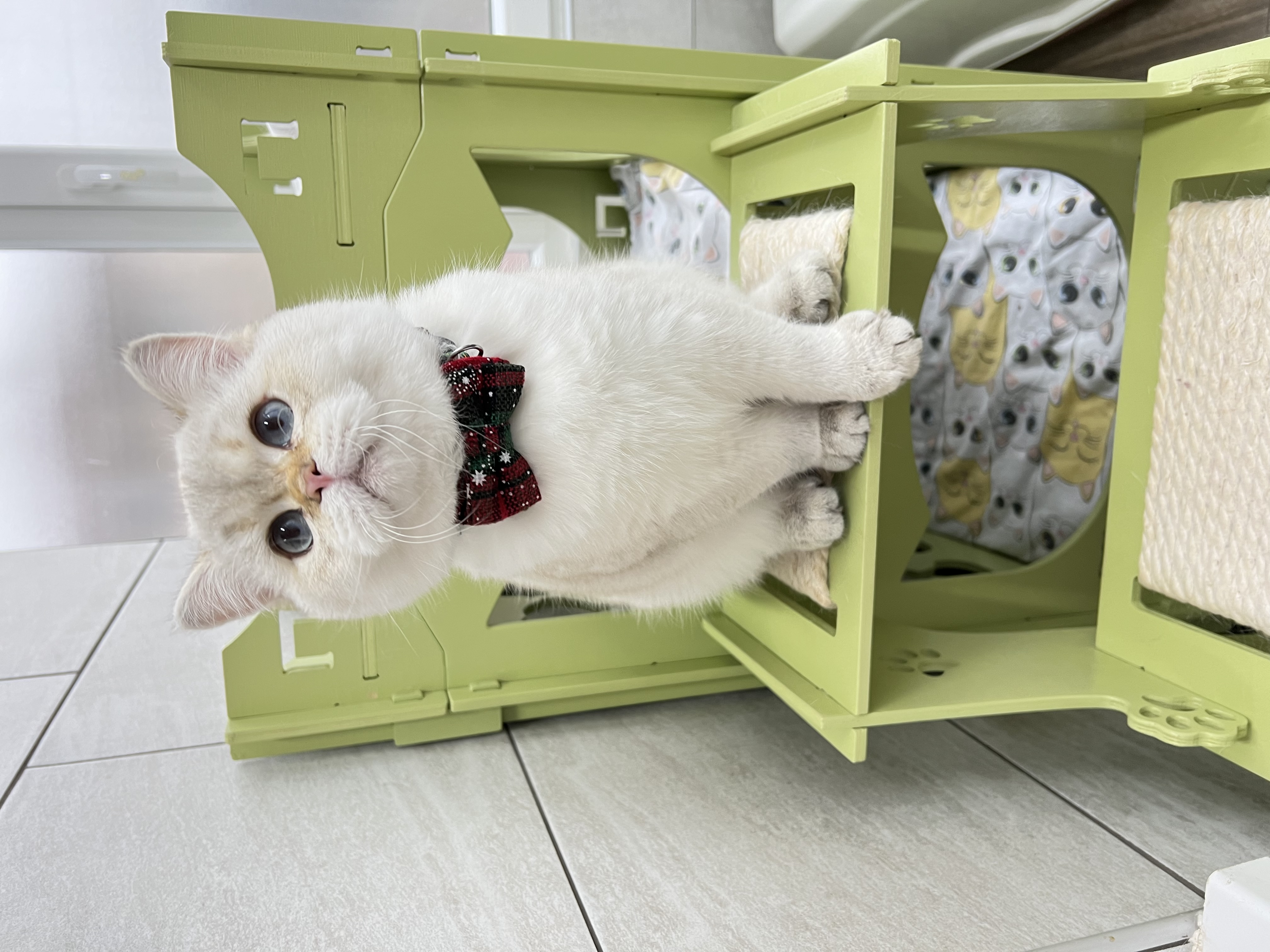 JCH. Colin Bahaty Emerald