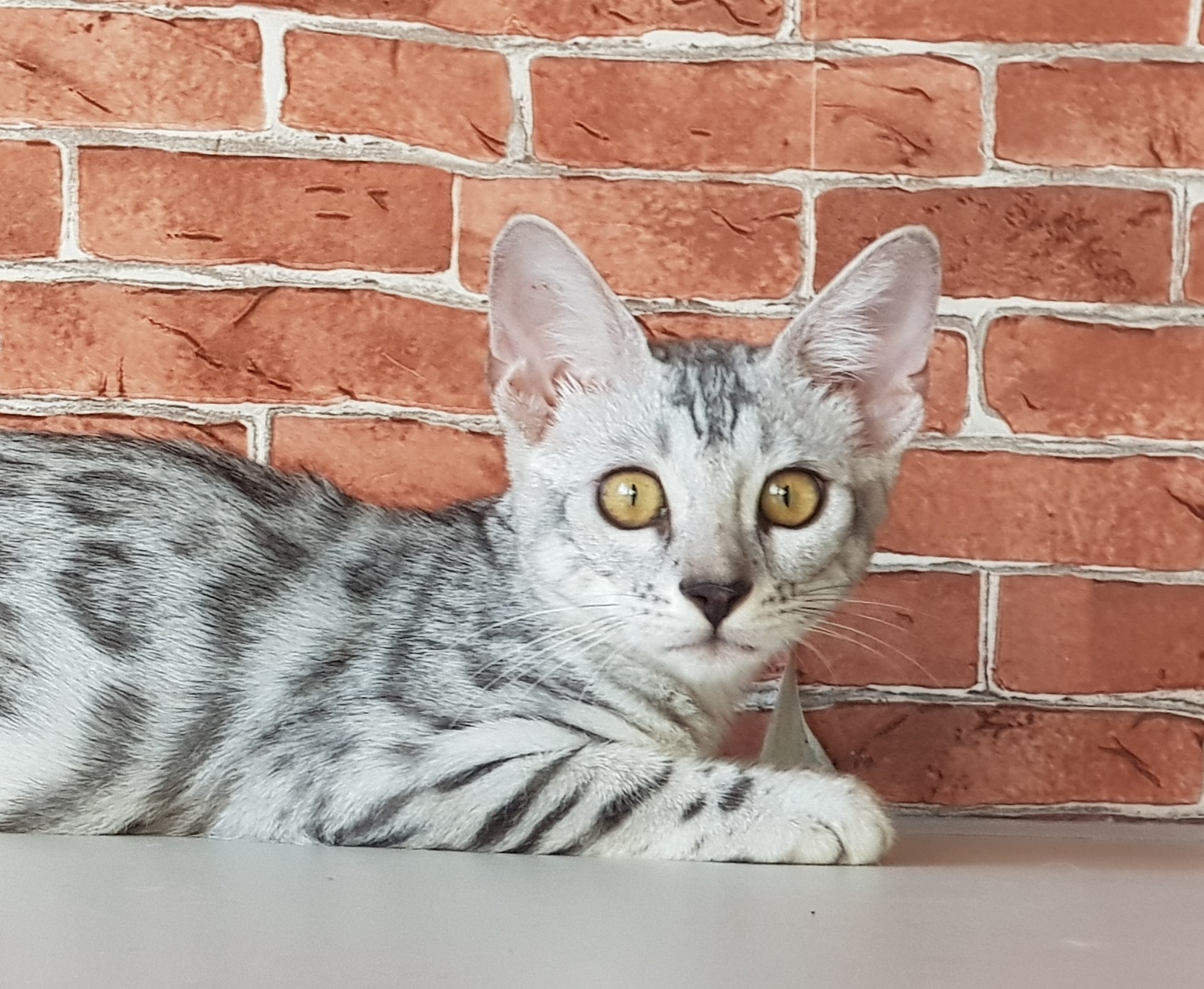 Filipino Nobles Anna