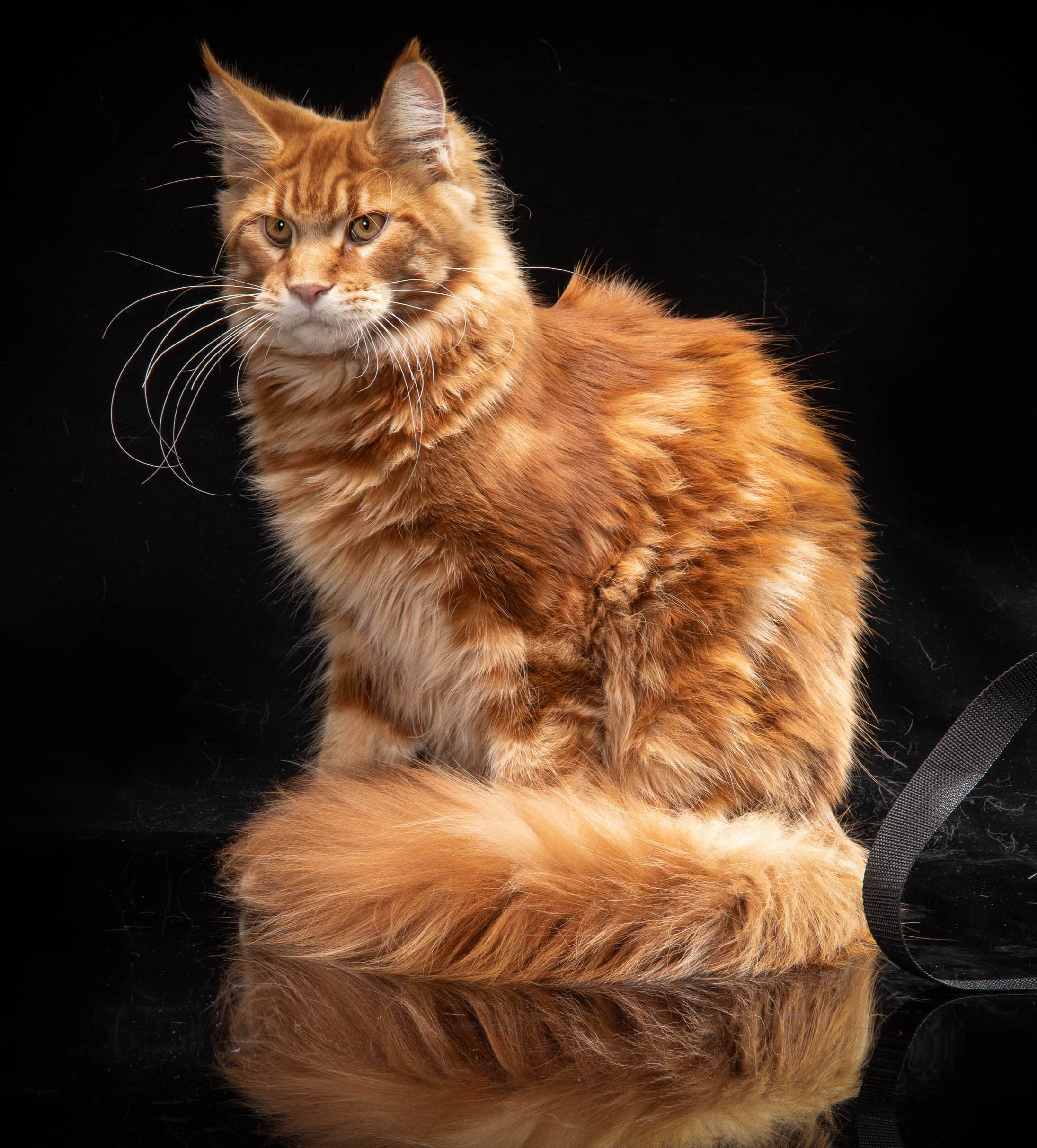 JCH. Fluffy Fay Oscar