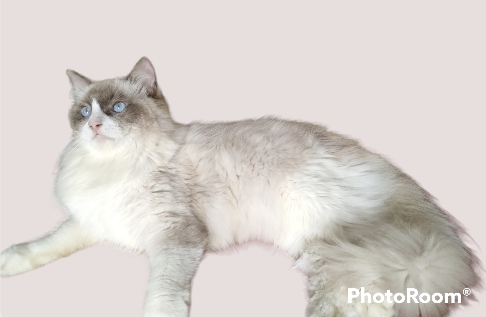 Joshua of Thomas Fur Variety