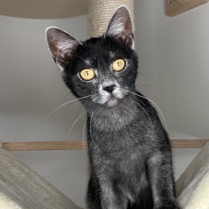 Count Catula's Jamaica