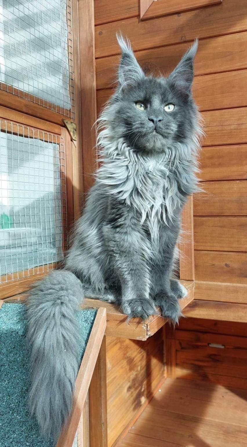 Big Hannibals Tennessy of Lavorgo