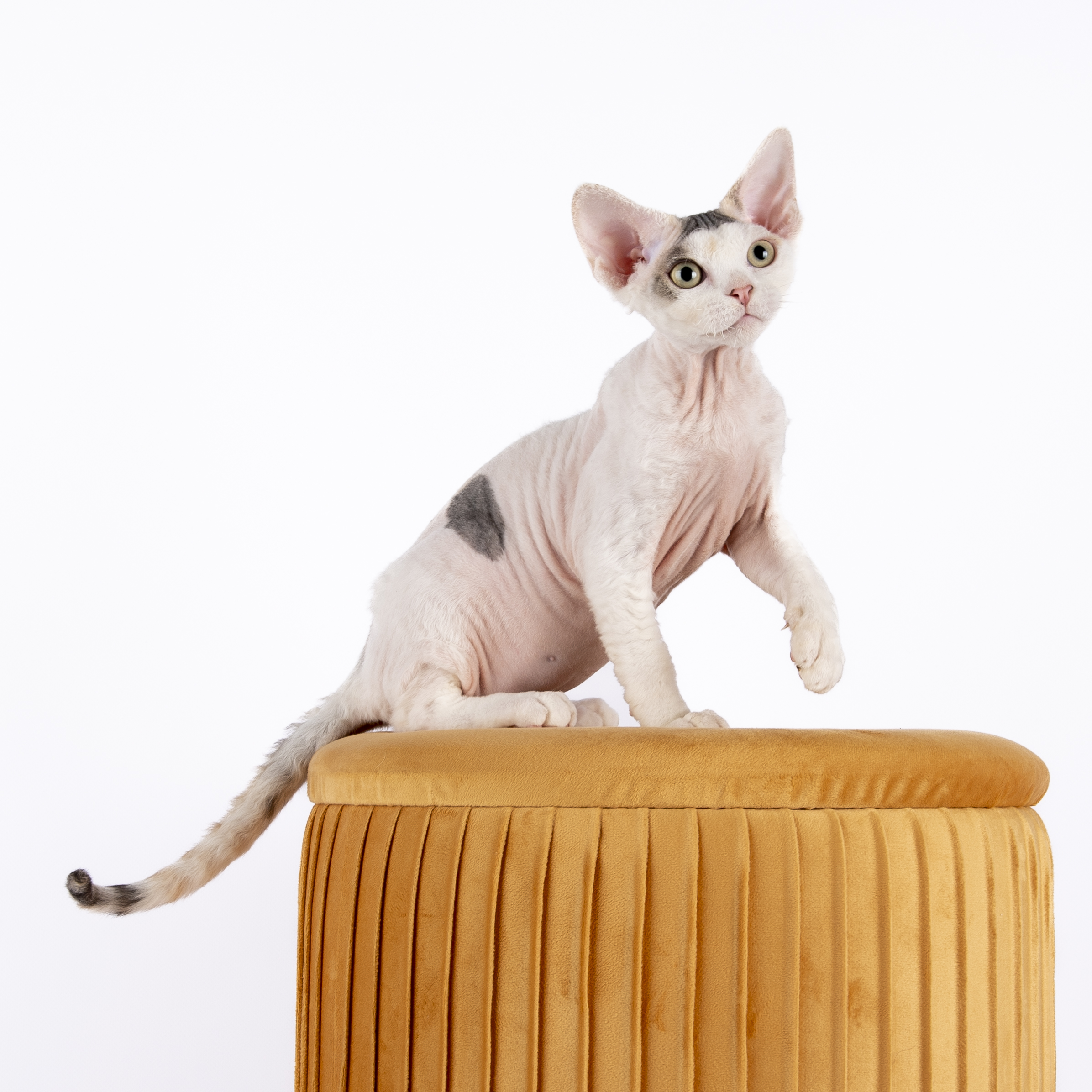 ICH. Thaï Thaï Du Kepout