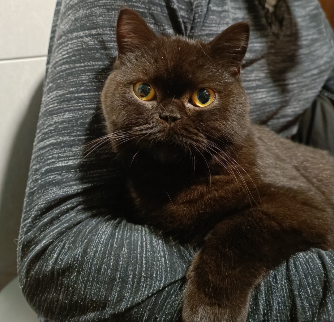 Haruka's Tail Cora