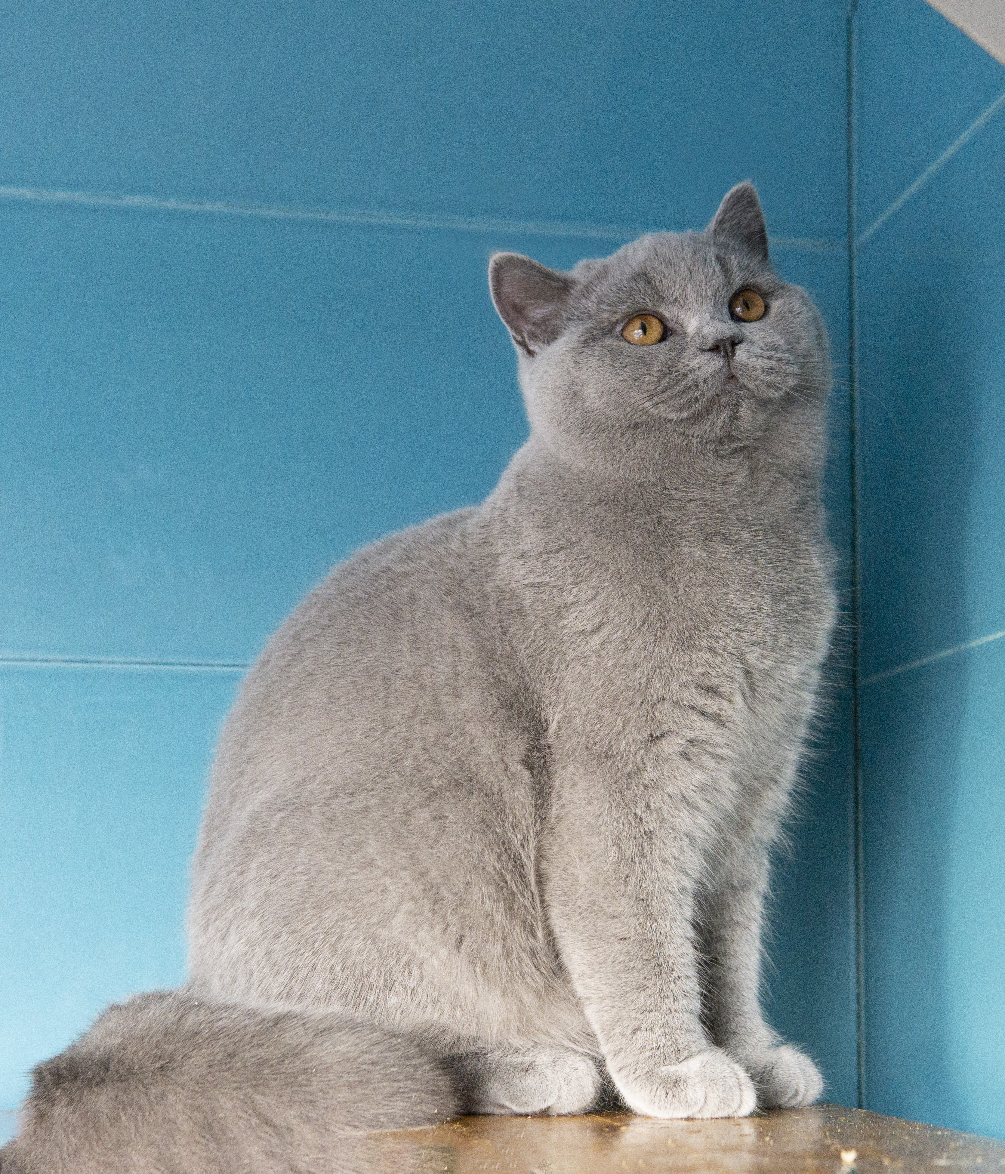 Iceberg's Peak Baccarat