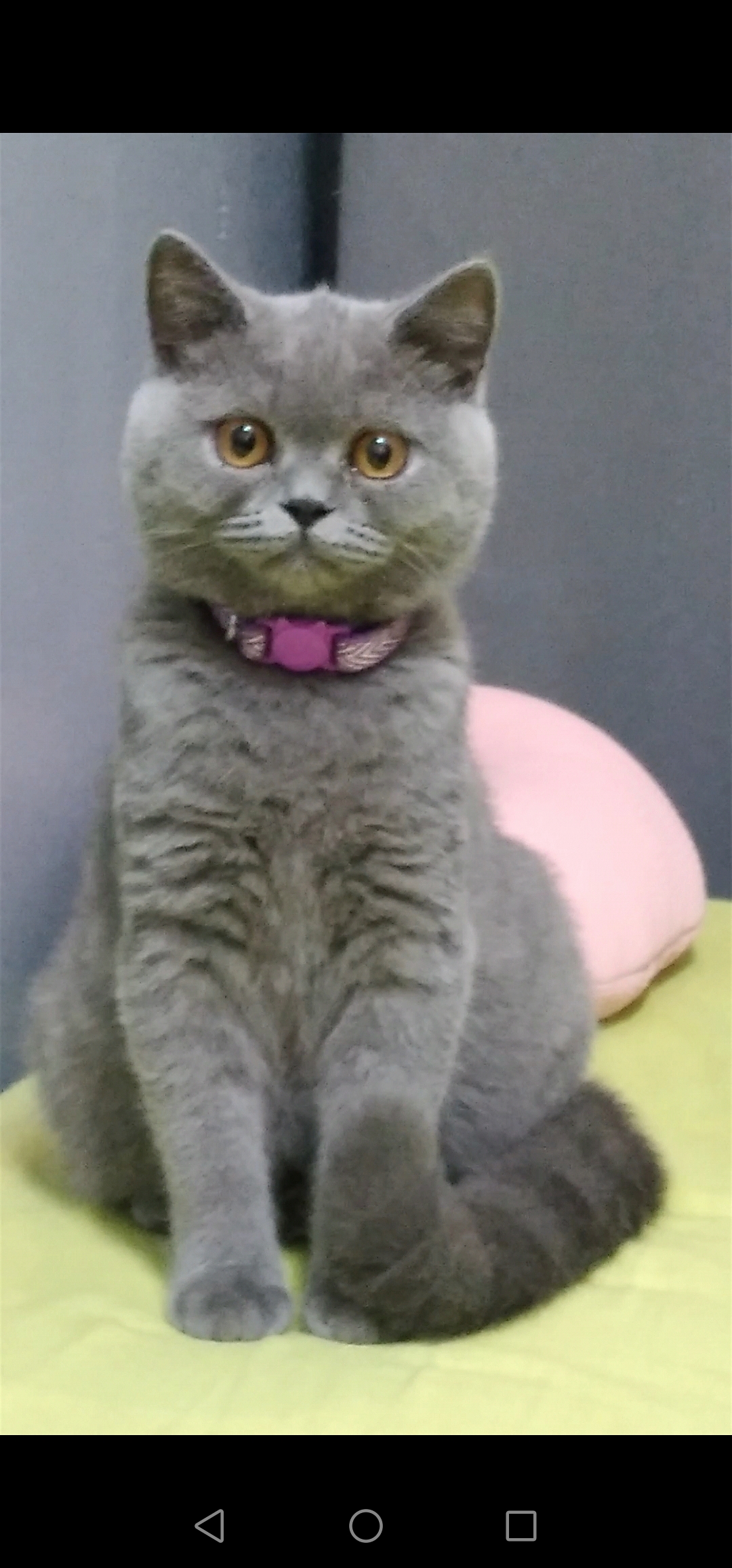 G' Kit Furry Of Reebonz Ph