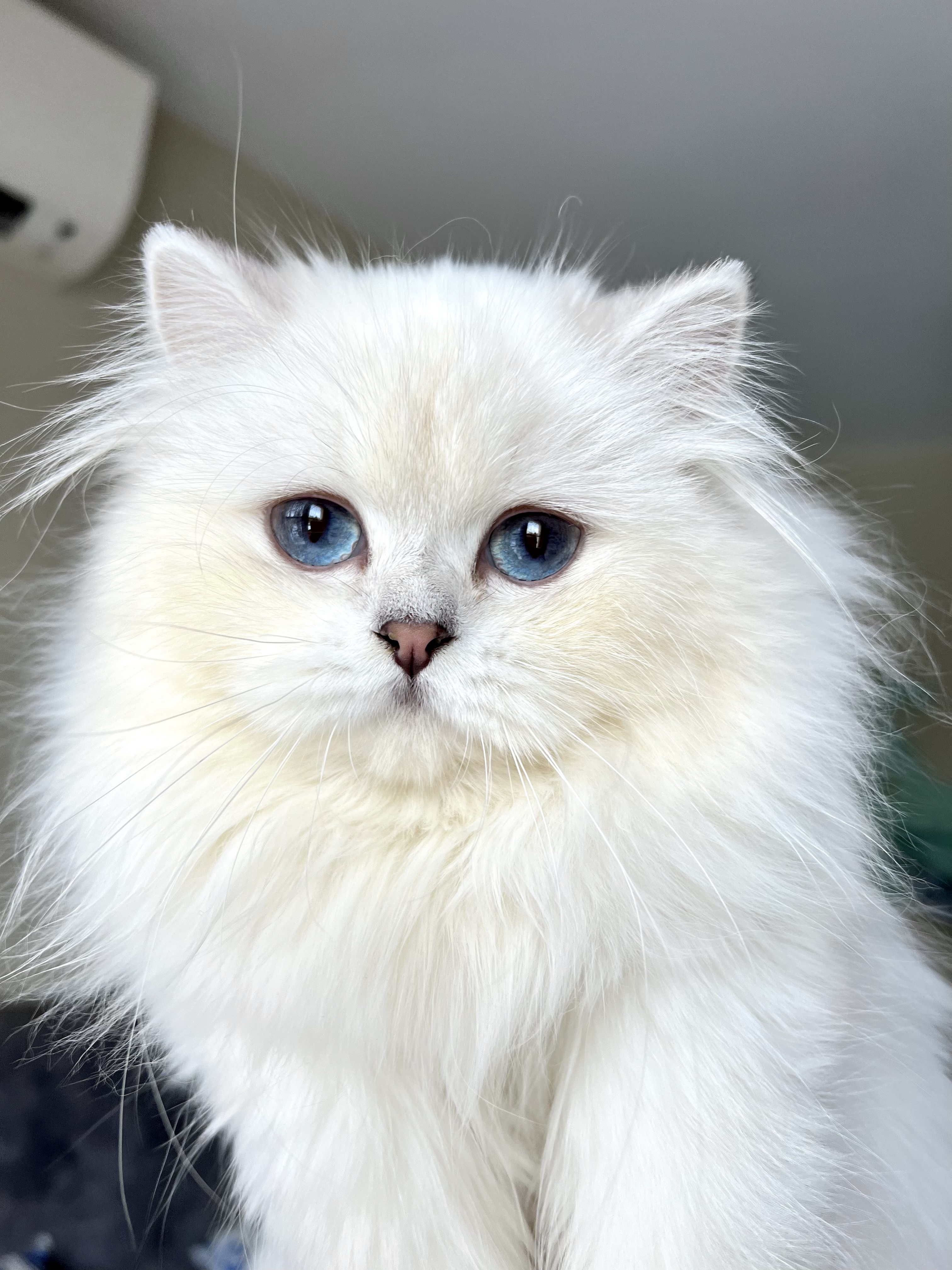 JCH. Sultan’s Star Jasmine