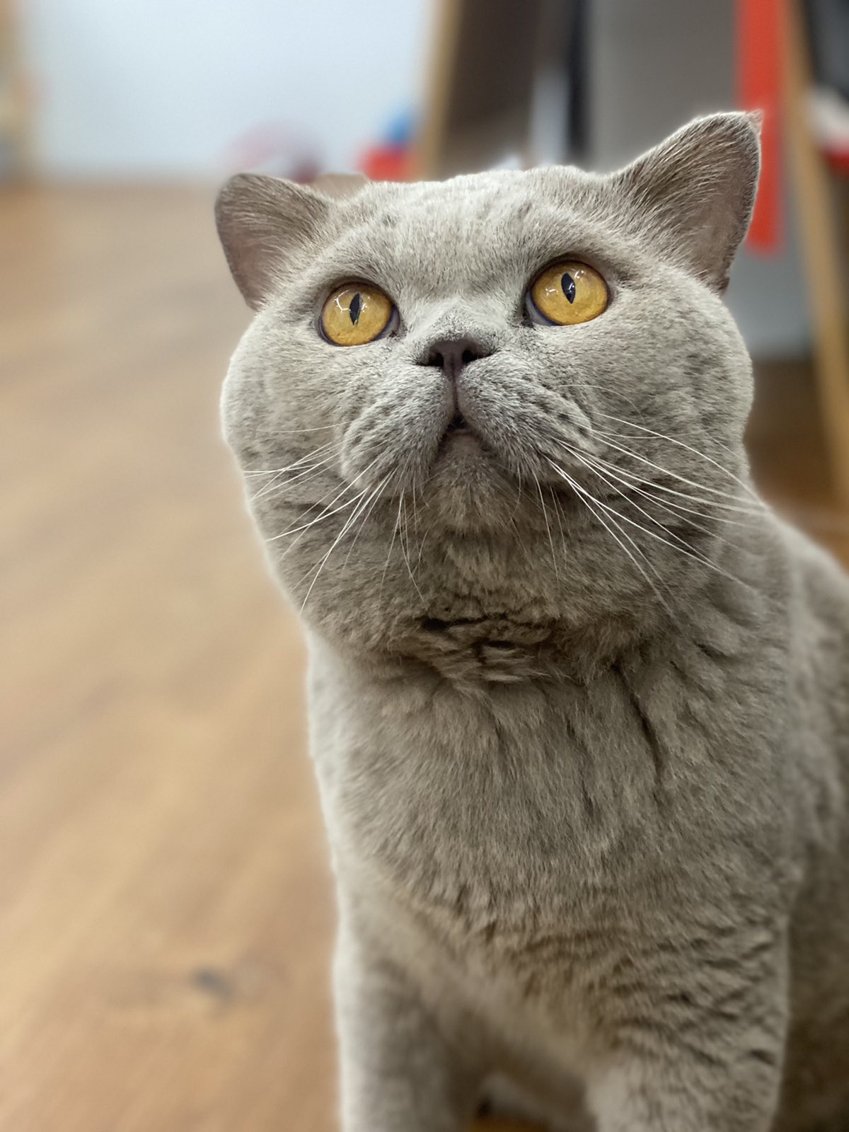 CH. Golan Charm-Ozzy