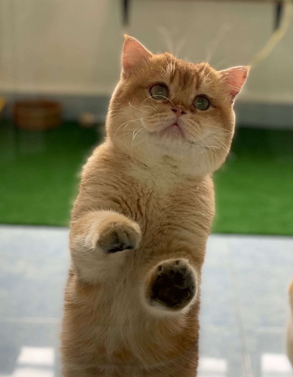 Simba Magiya Serebra