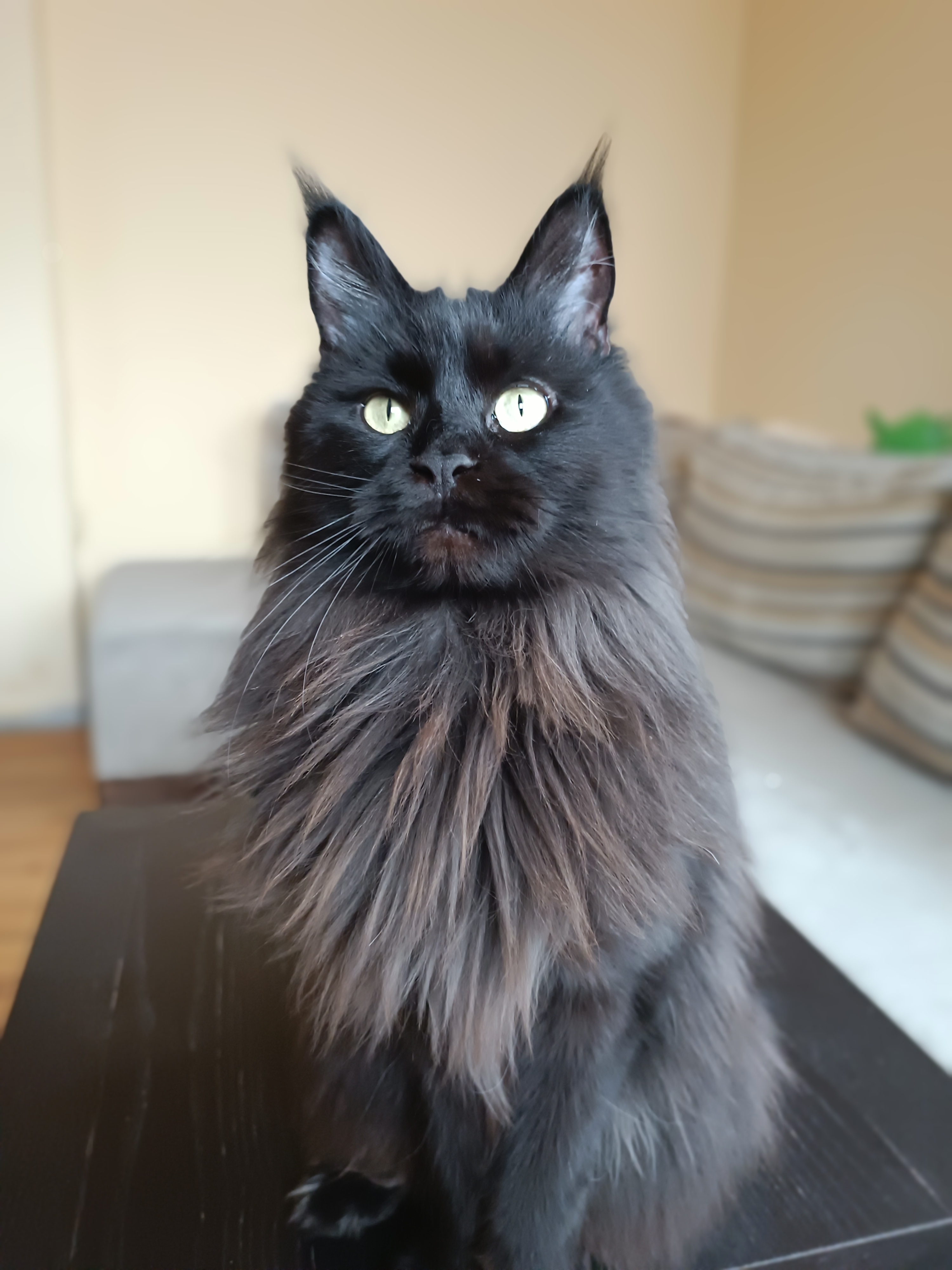 BG* CHERYTTA BASTET DIVINE BULGARIA