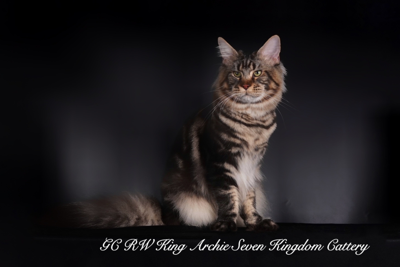 CH. Maccoon King Archie