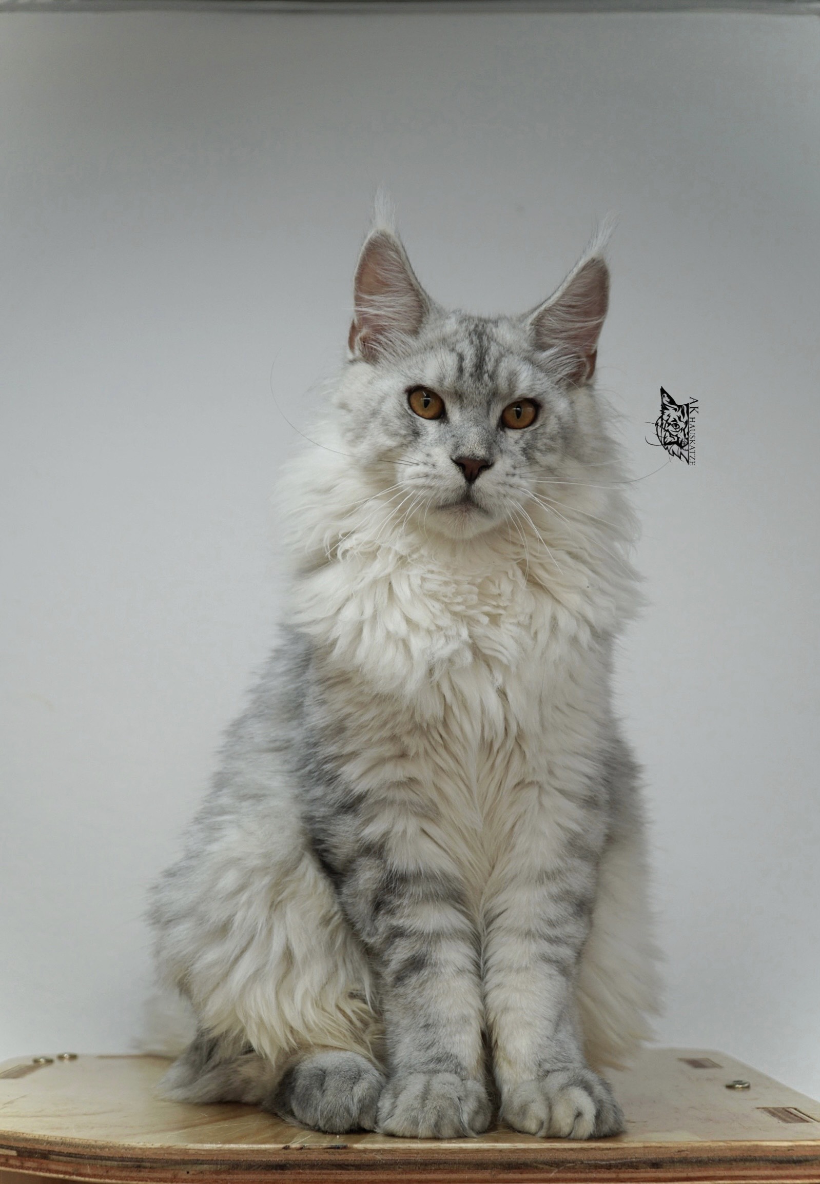 JCH. Calvin Hua's Bramwell