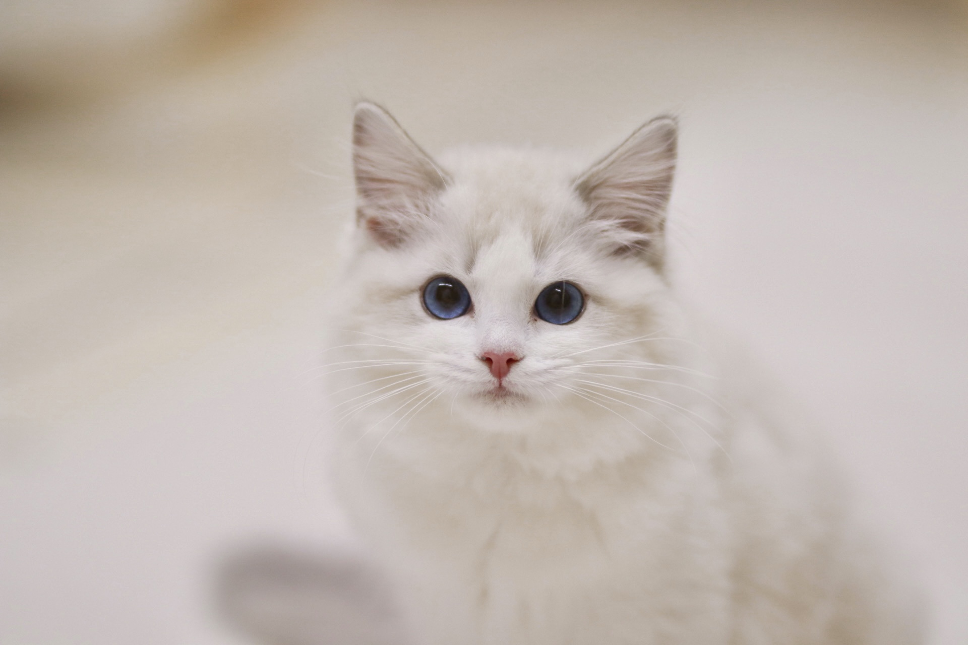 JCH. Rhodonwell's Marilyn of Maristella