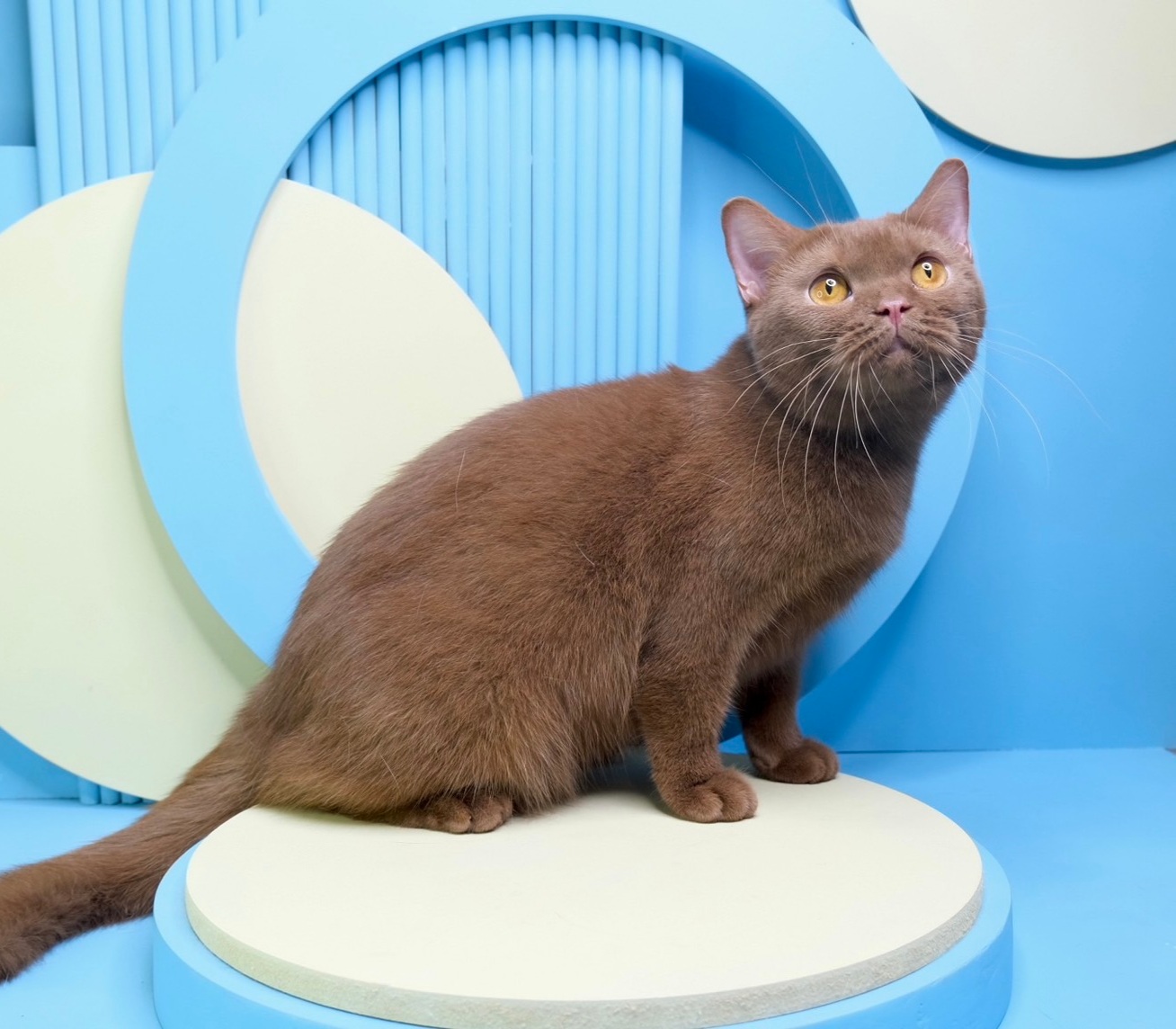 CH. Princess Garnet's Alicia