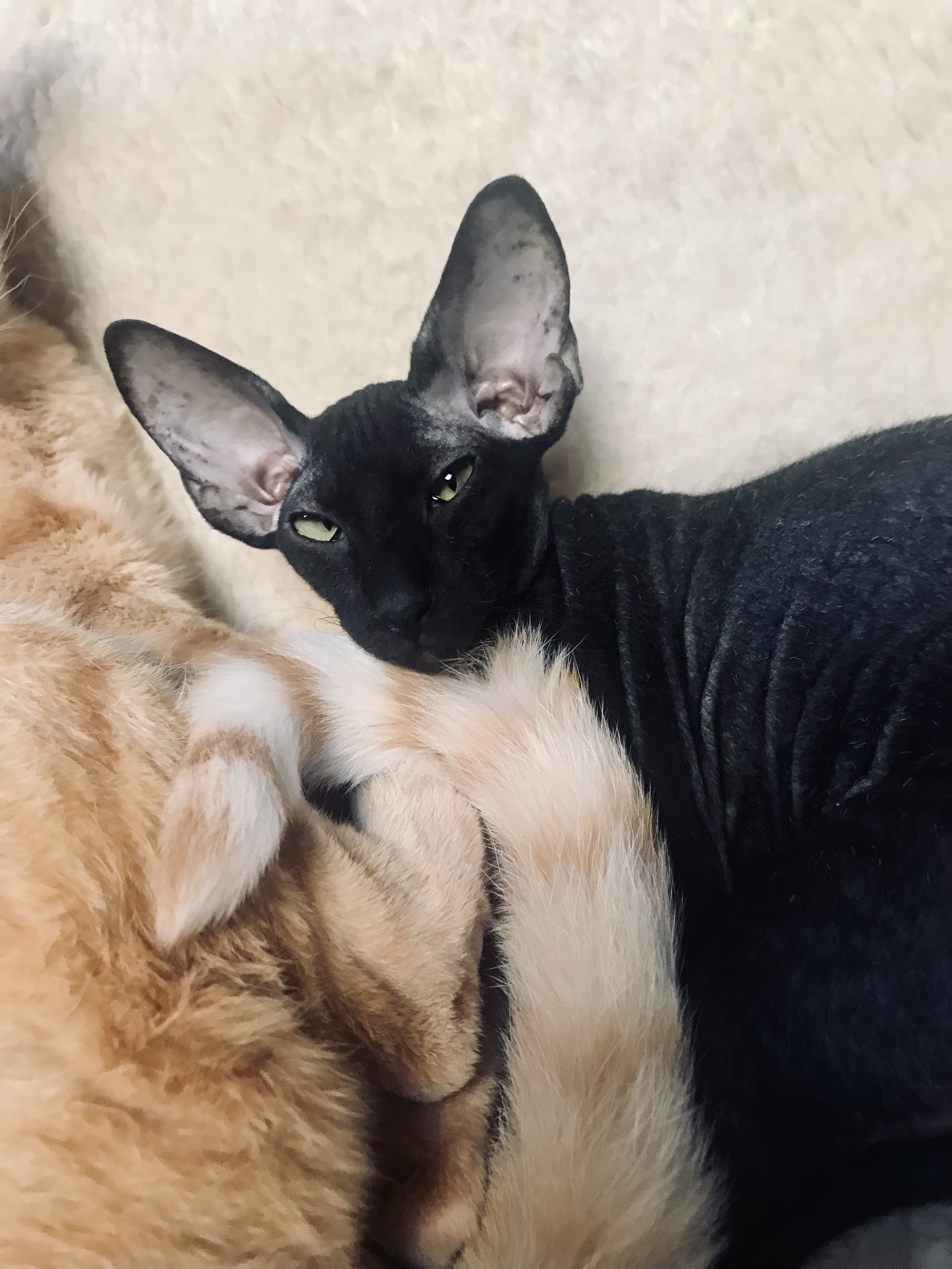 DEMETRA VENTURA BLUE DAIMON