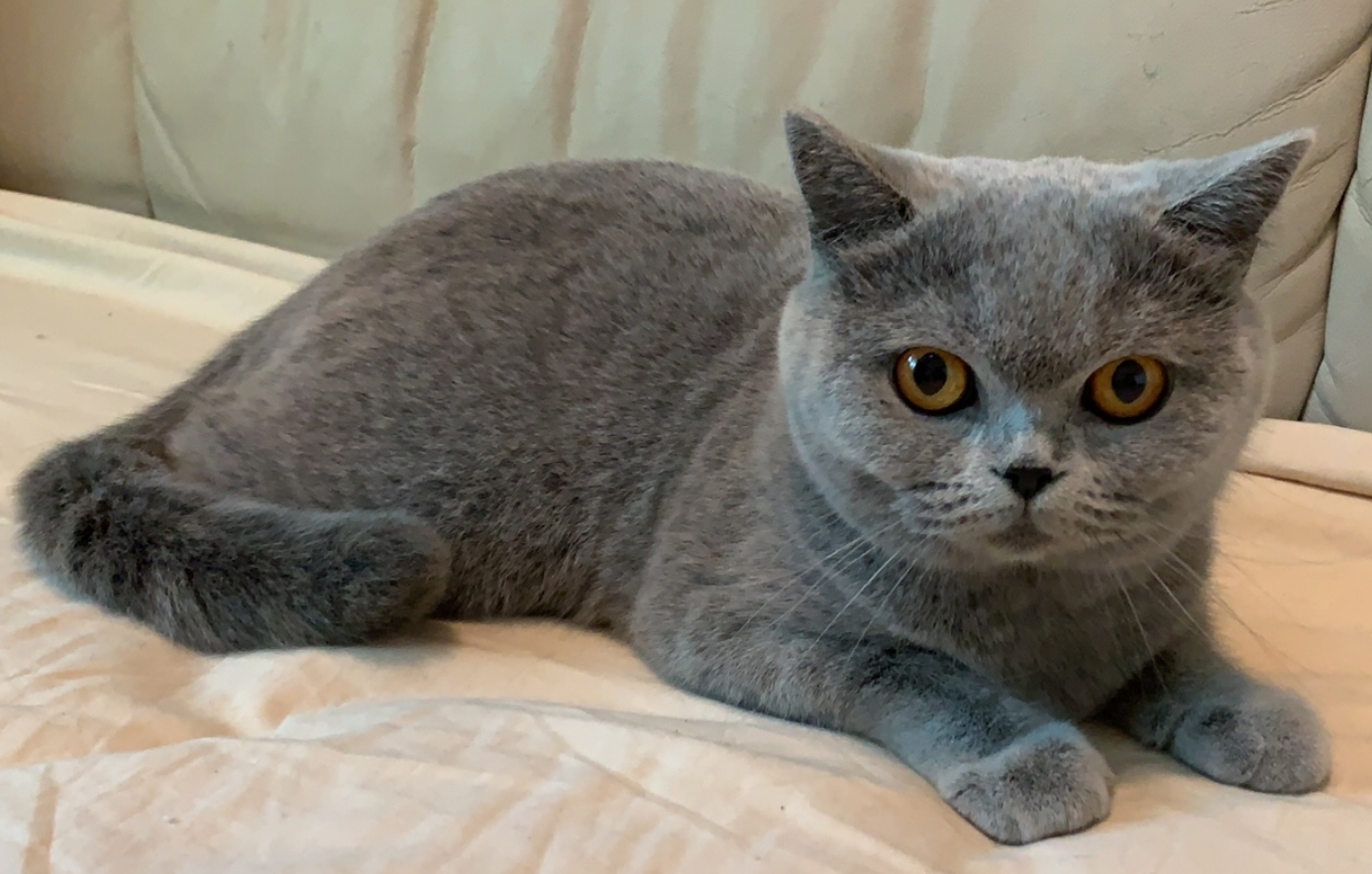 BG*Barcelona Fantasy Avalon