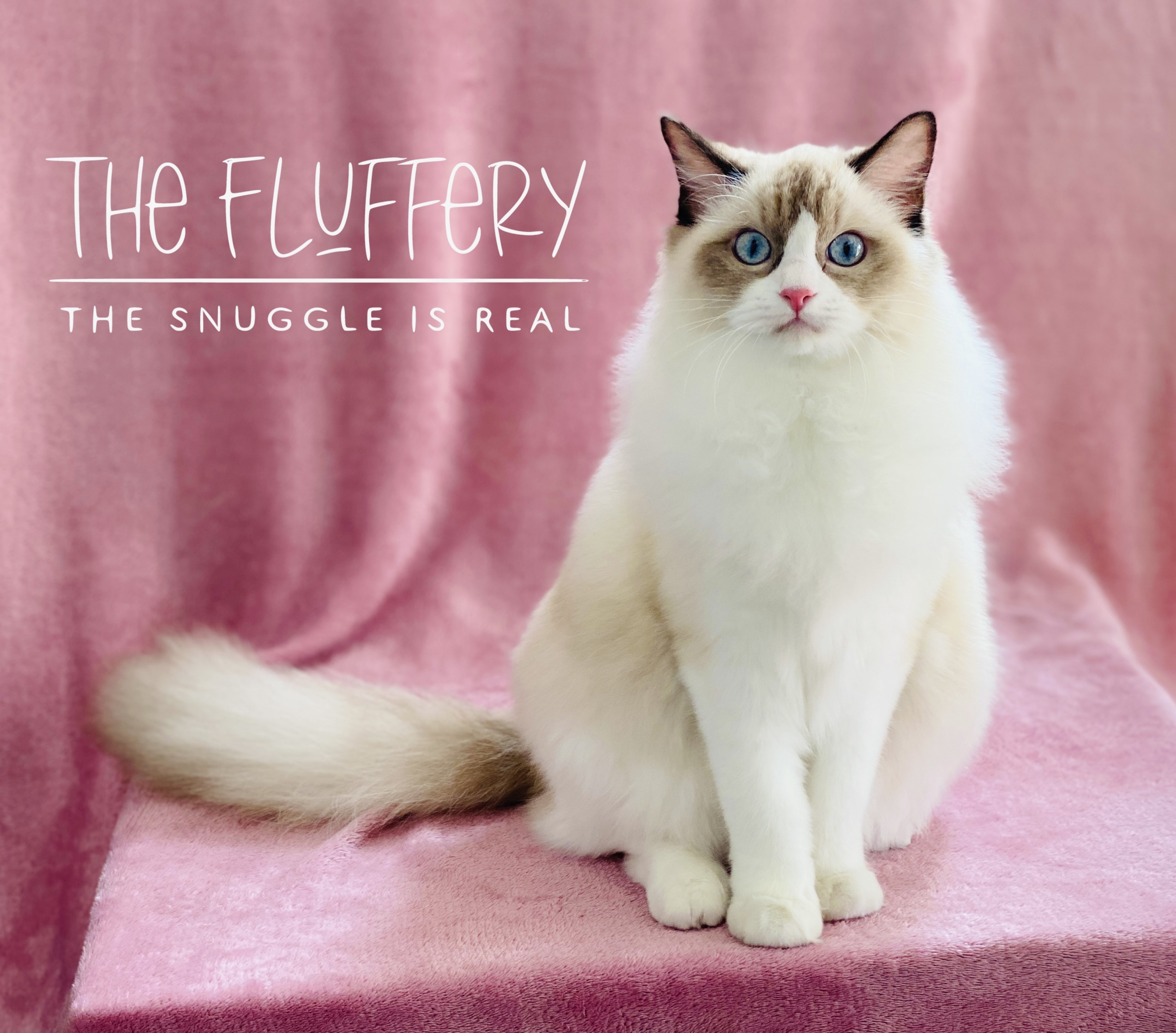 CH. A-Faith of The Fluffery