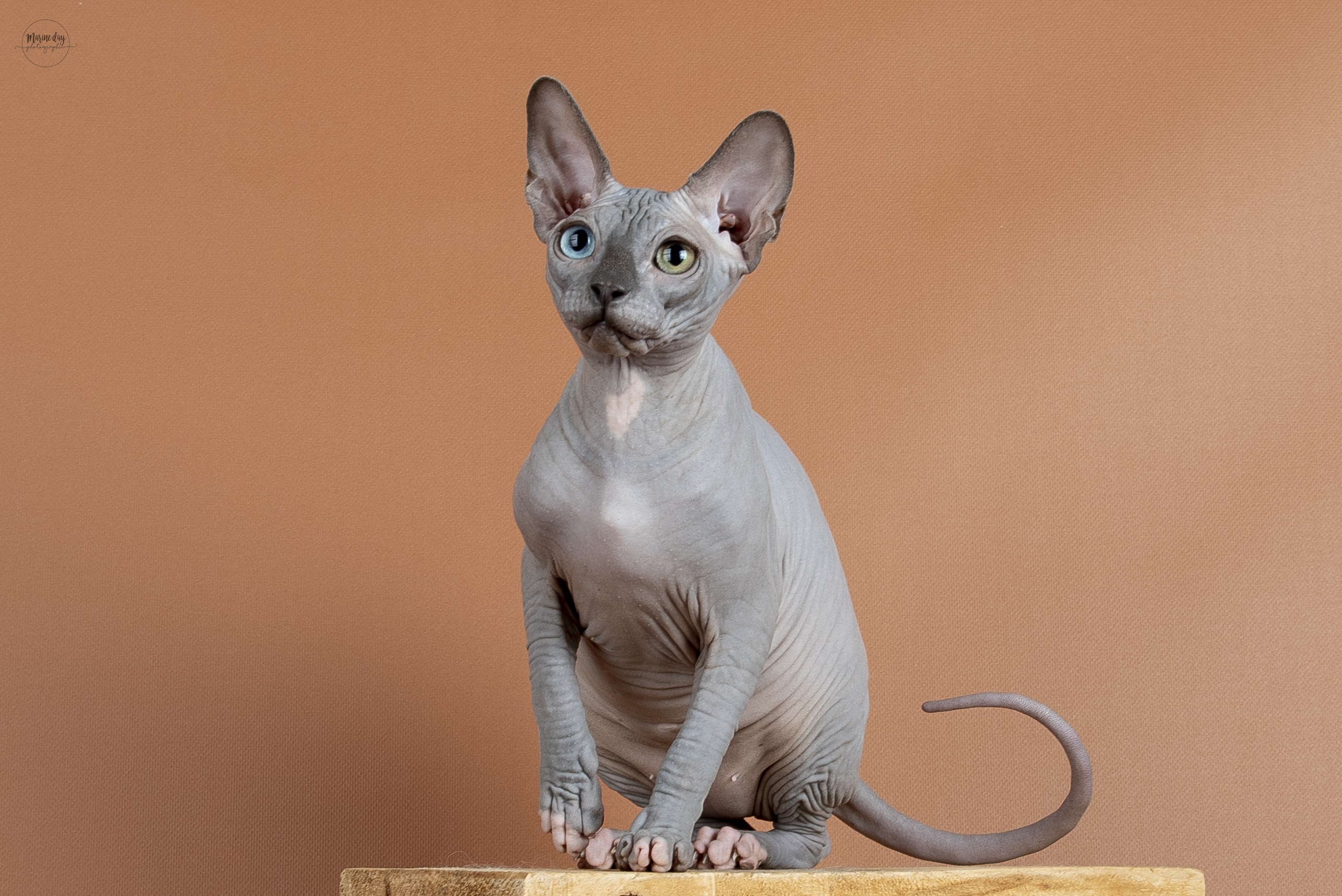 GICH. Thémys LE MONTI REY