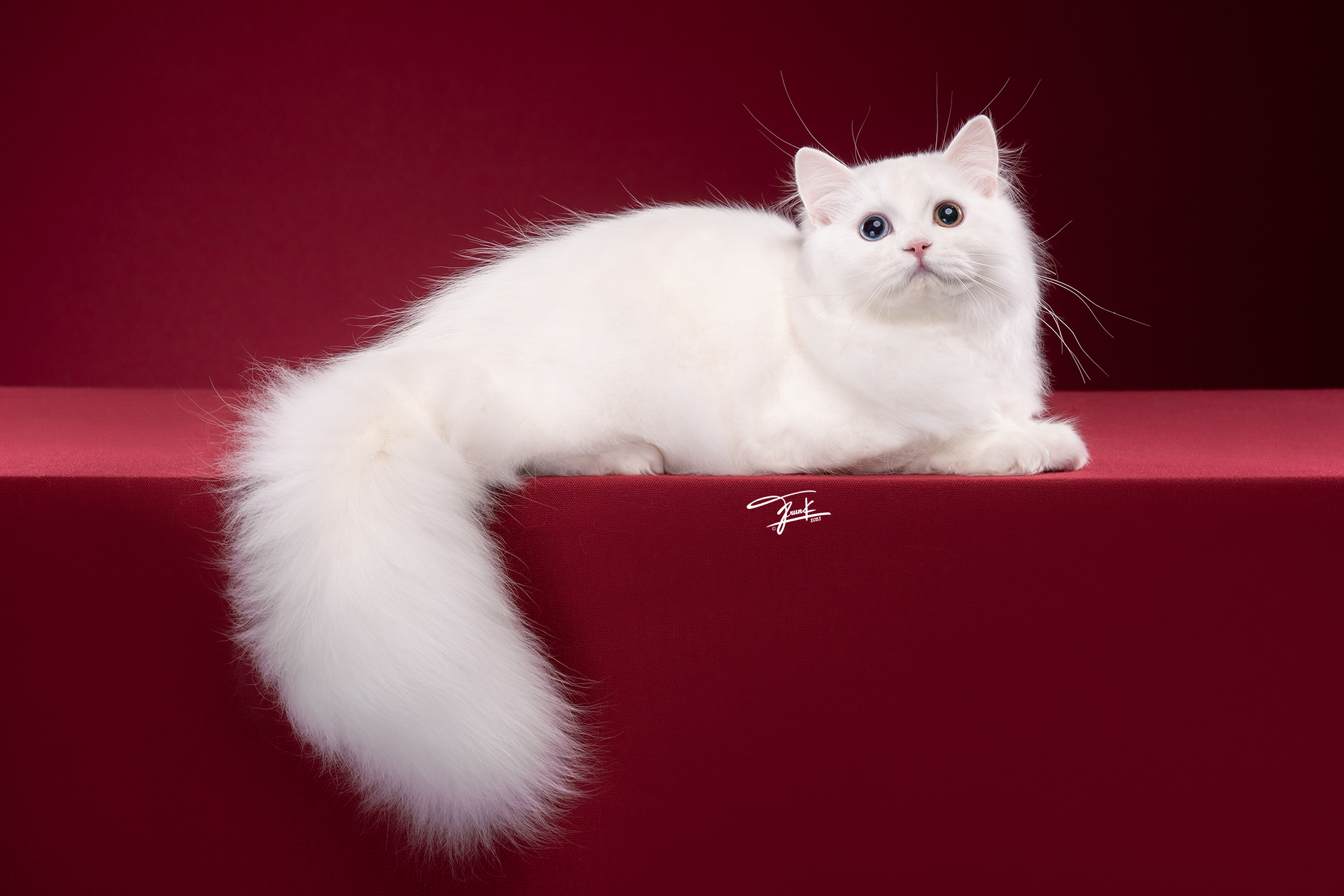 KCH. Alice Diffindor Cooper