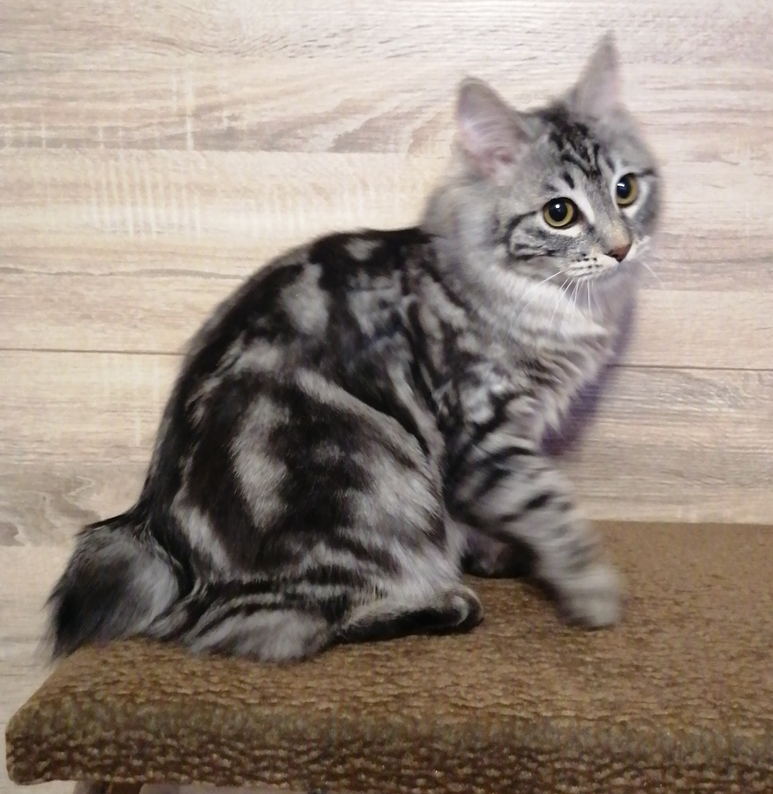 JCH. R*Yunona Serebro Rossypju