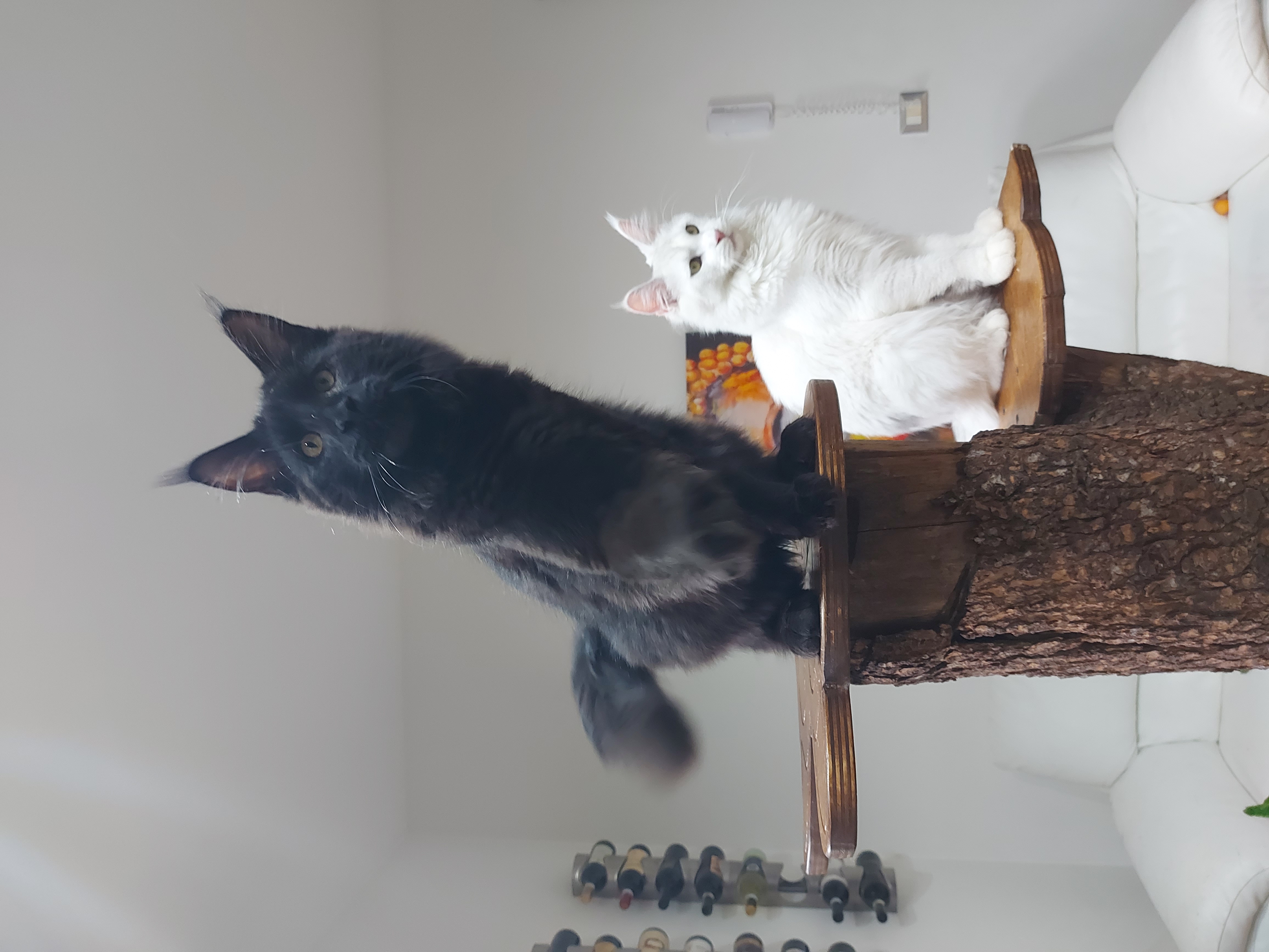 JCH. HARU SAKRA ANGEL