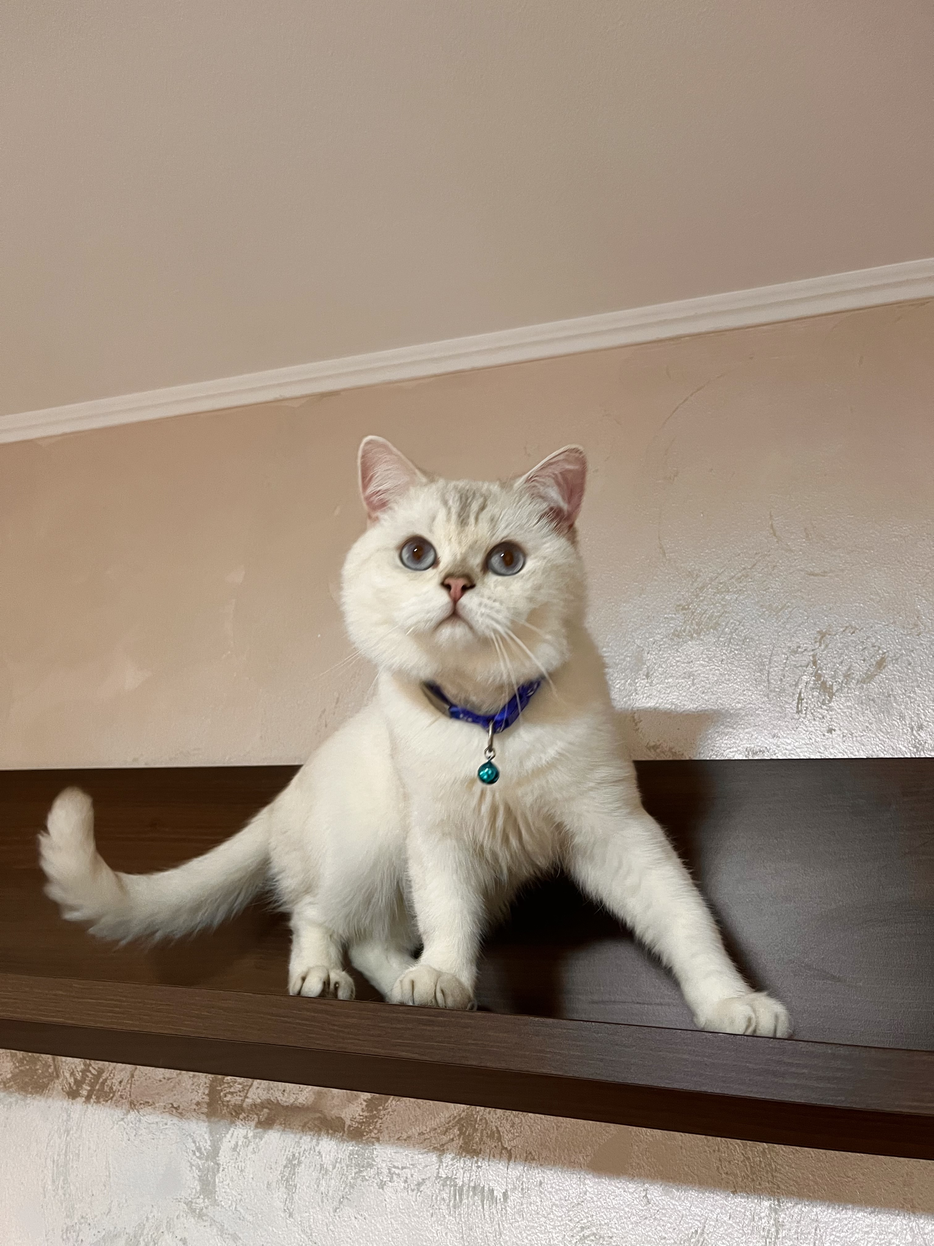 Precious Sapphire Milo