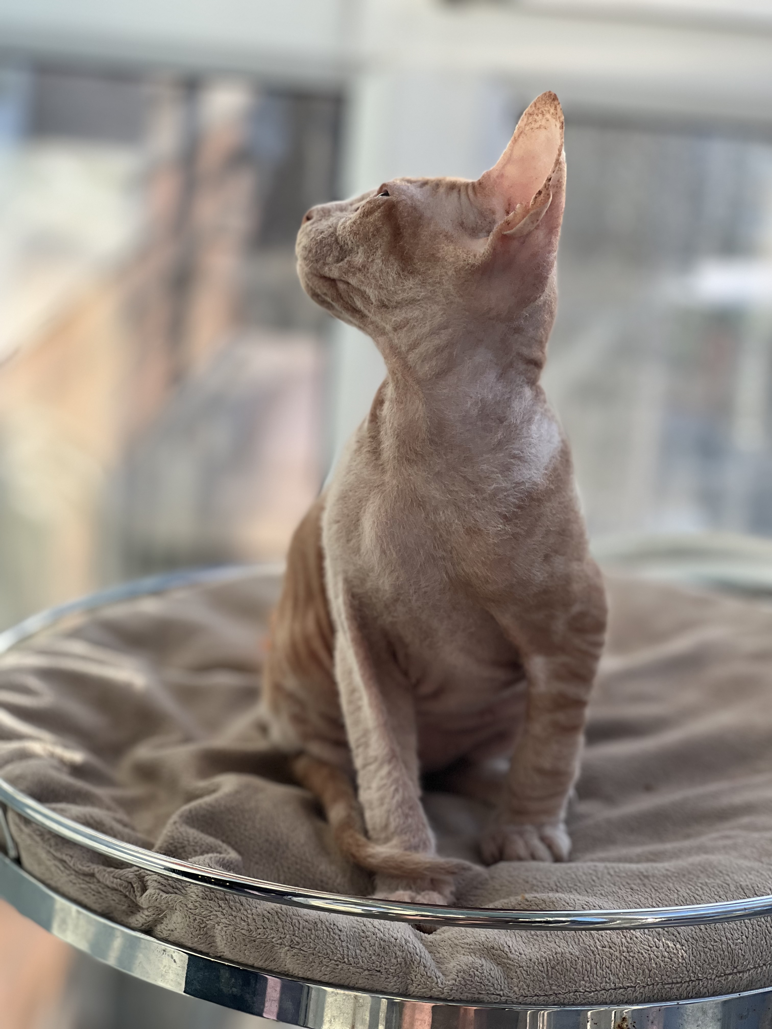 CH. Jazz Monster's Territory