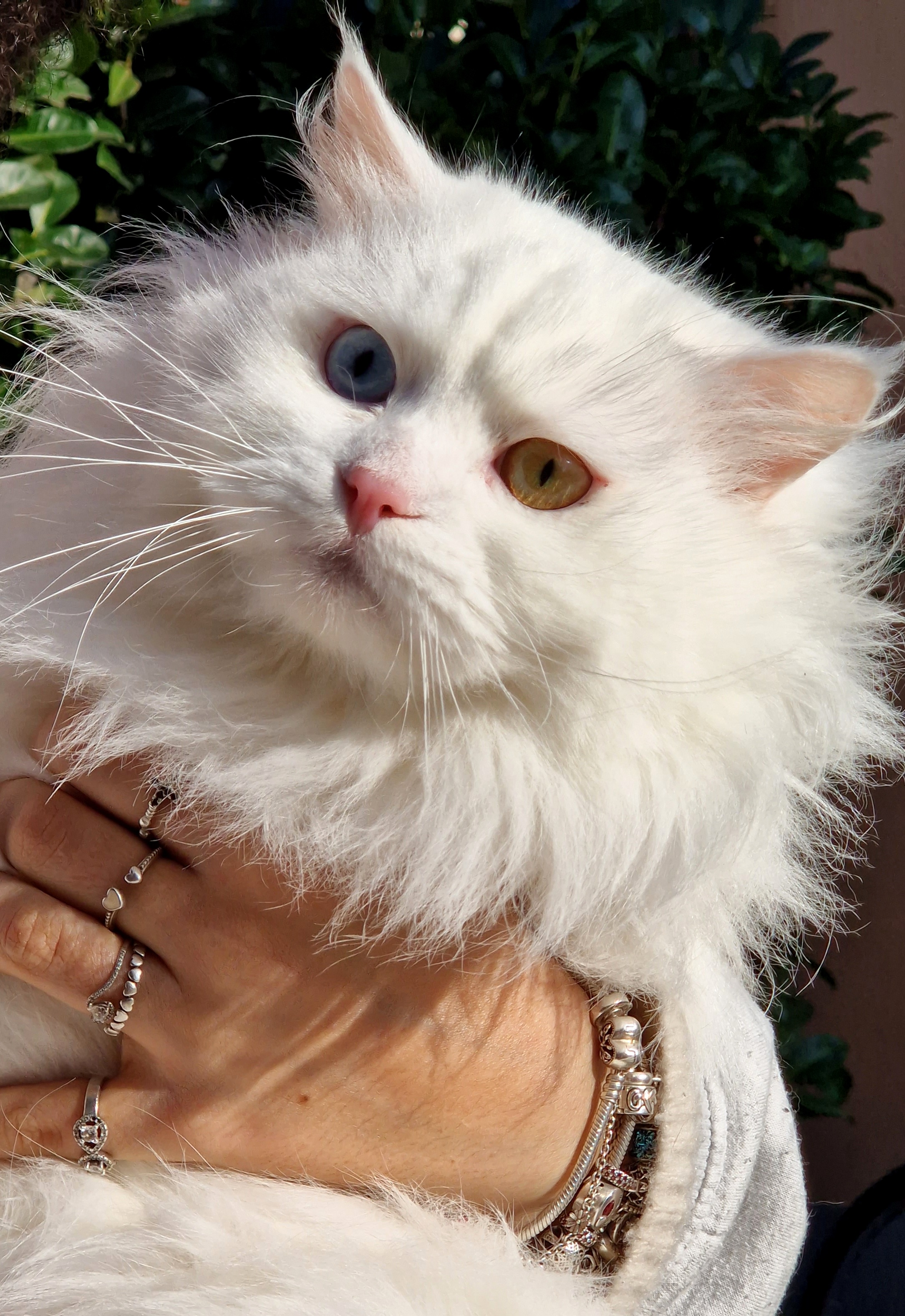 CH. Kirk White Witch Coccole & Fusa