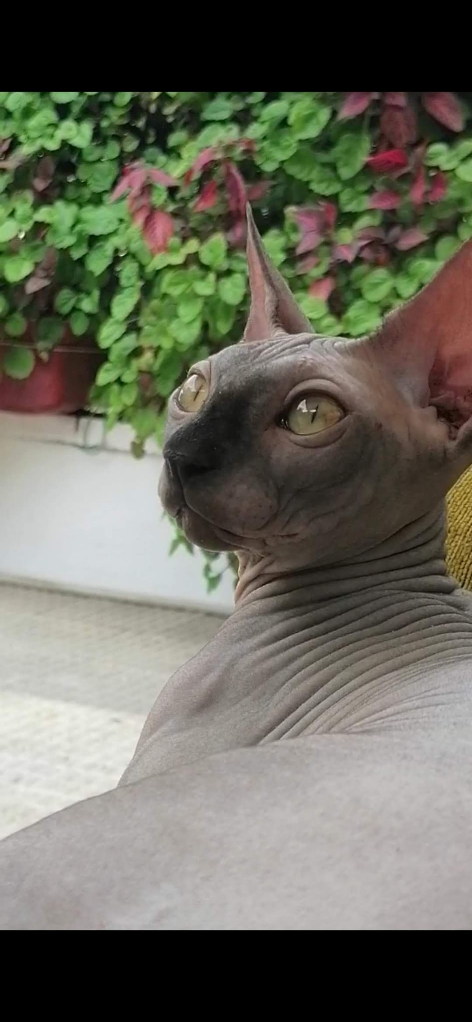 Omega Misterious Charmers