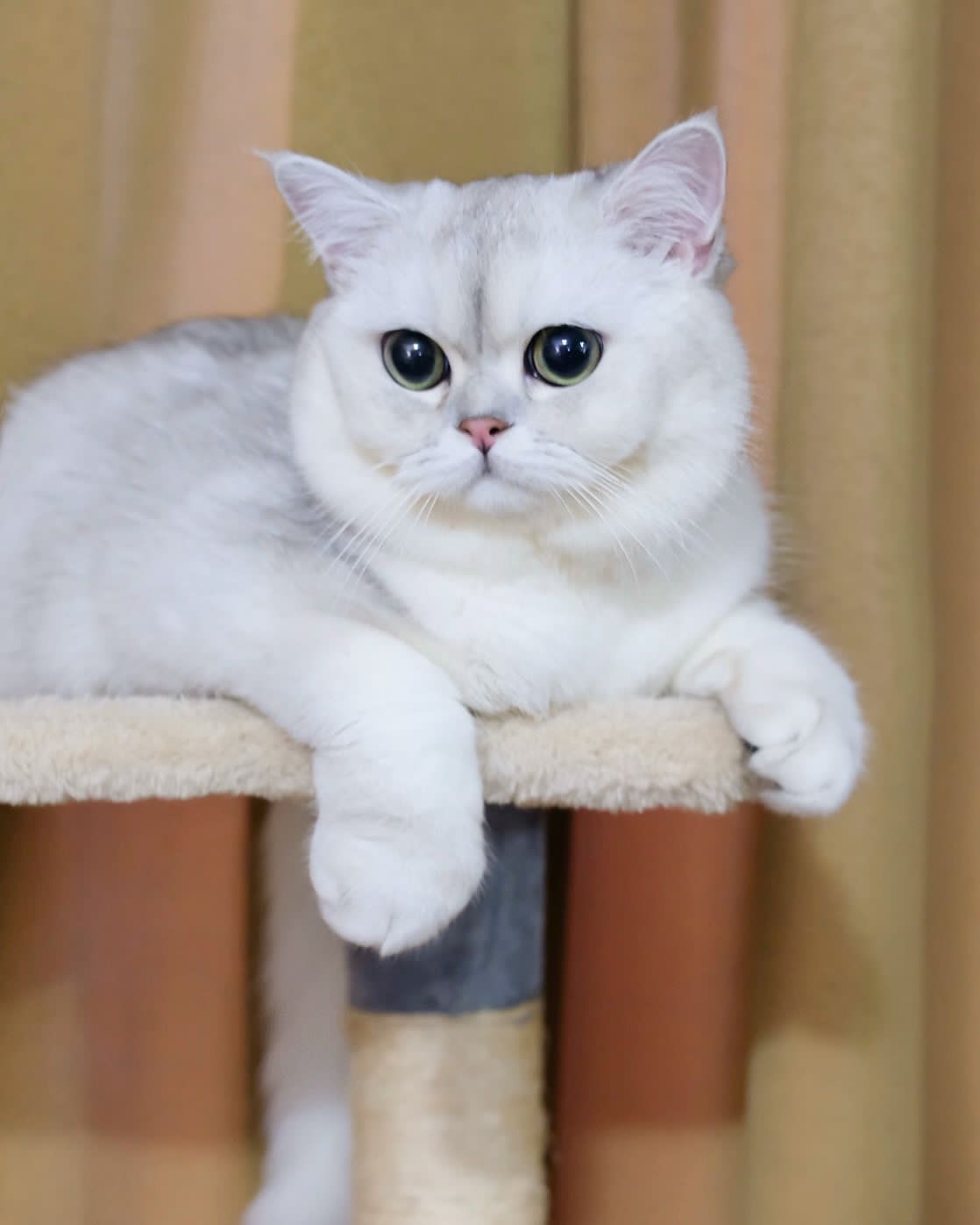 PR. CH.Pr. NR Keto Mr. Tomtom Ketocash