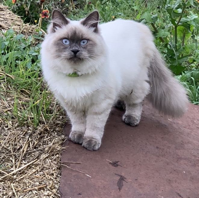 Chelatia- Alba Darina Shanel