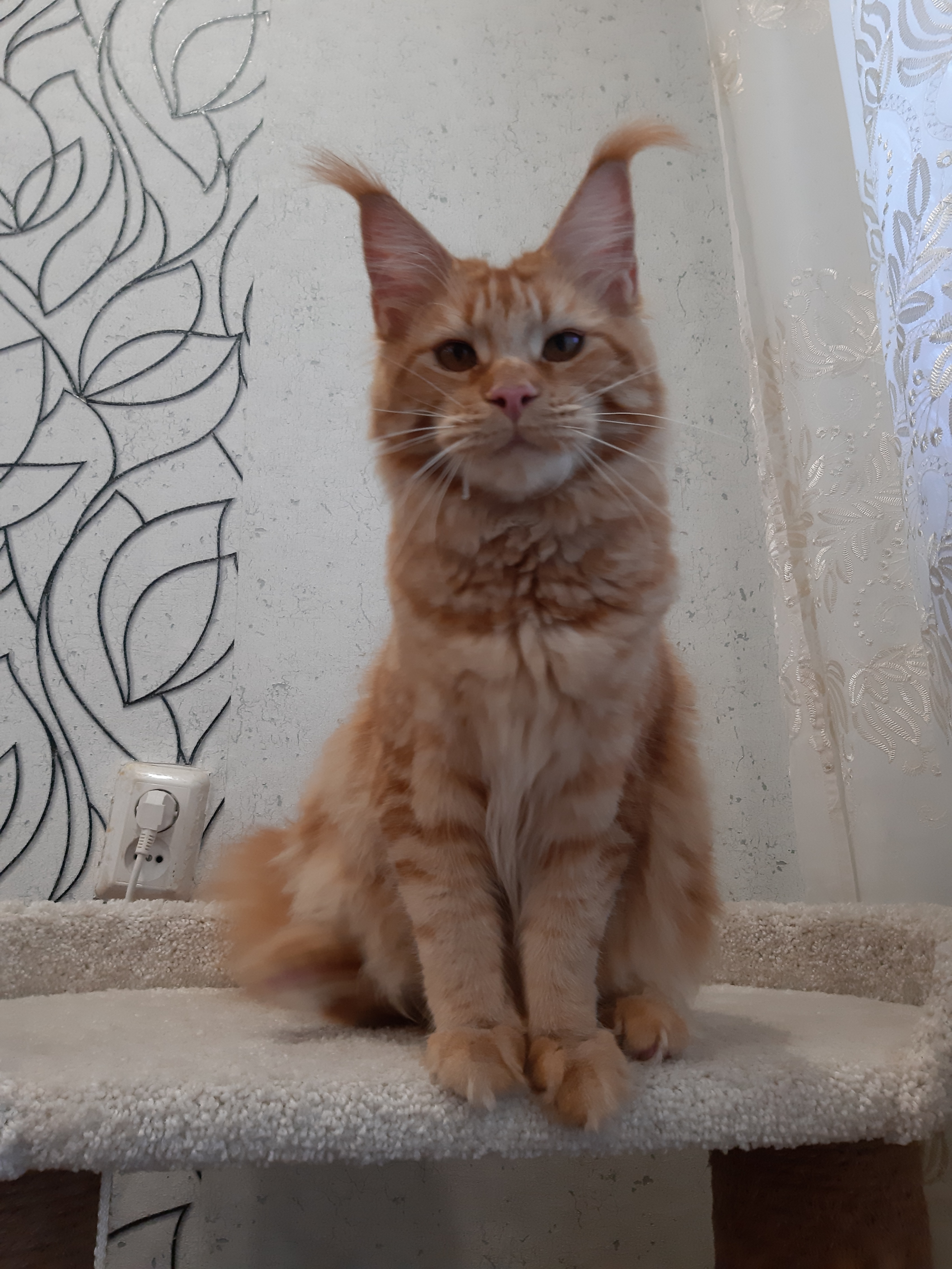 CH. Halva Shoriacoon