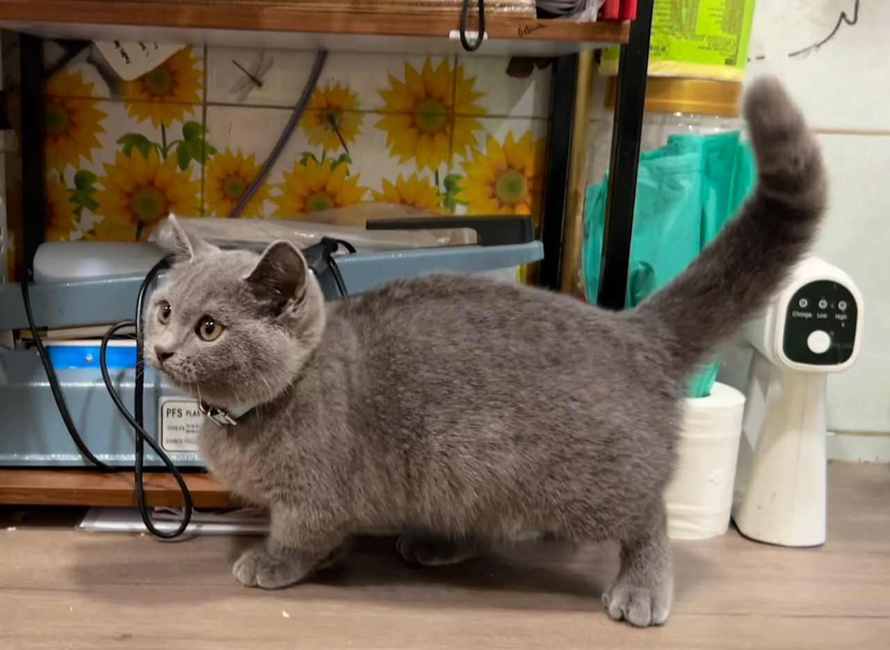 PAWSOME PET TAI'S REX