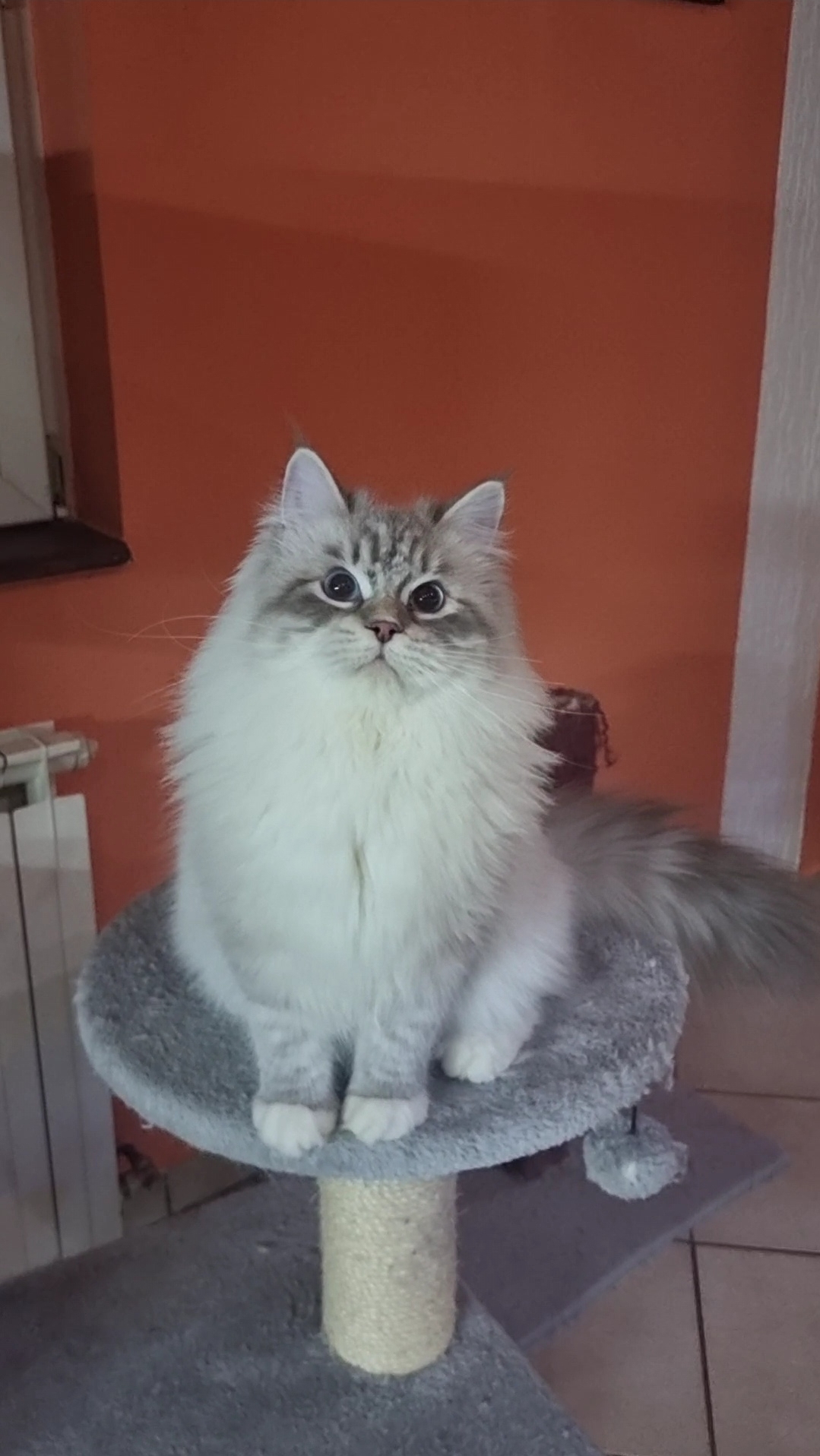 JCH. Ace Jakov Royal Flush*HR