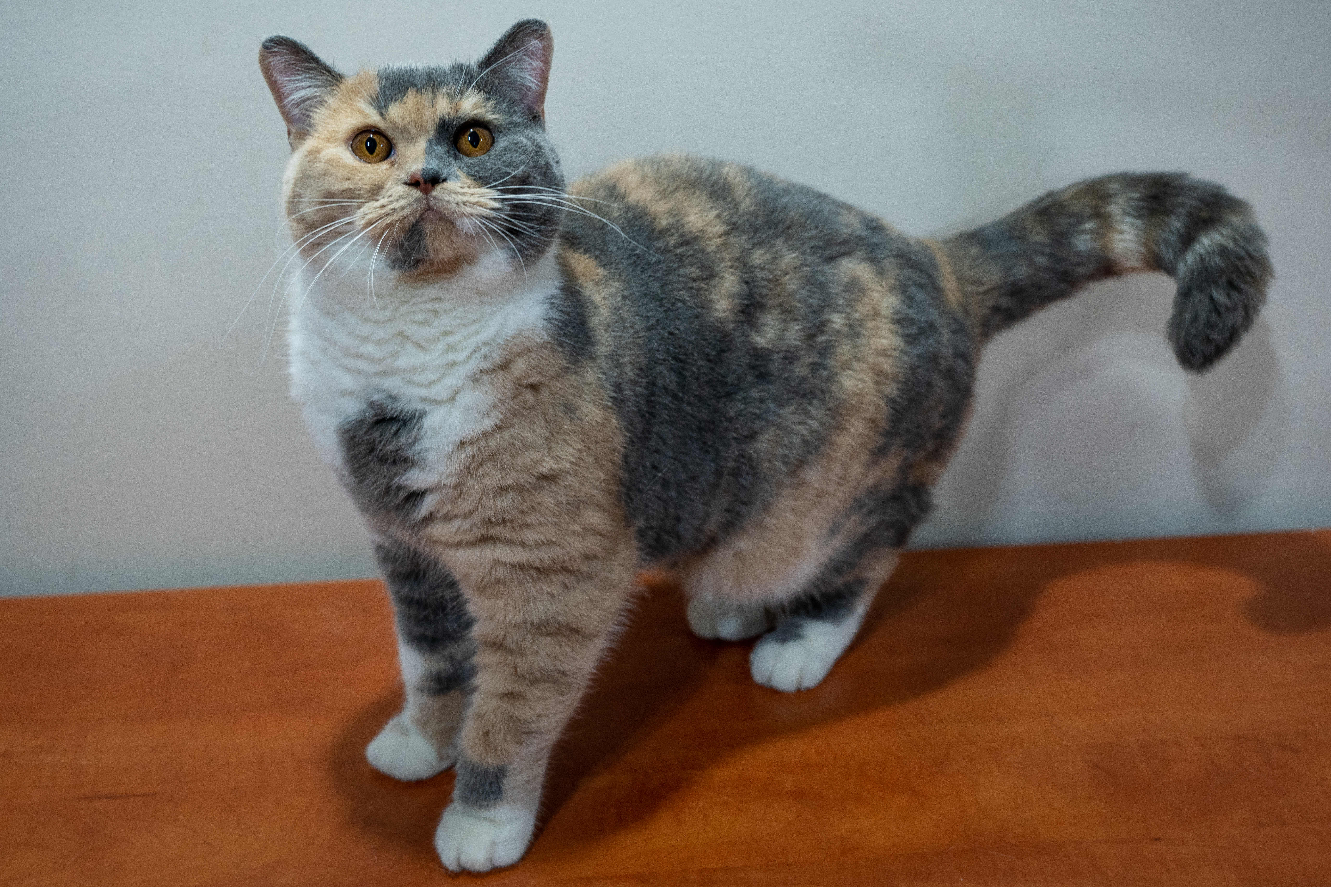 CH. Szőke Tisza Cats Málna