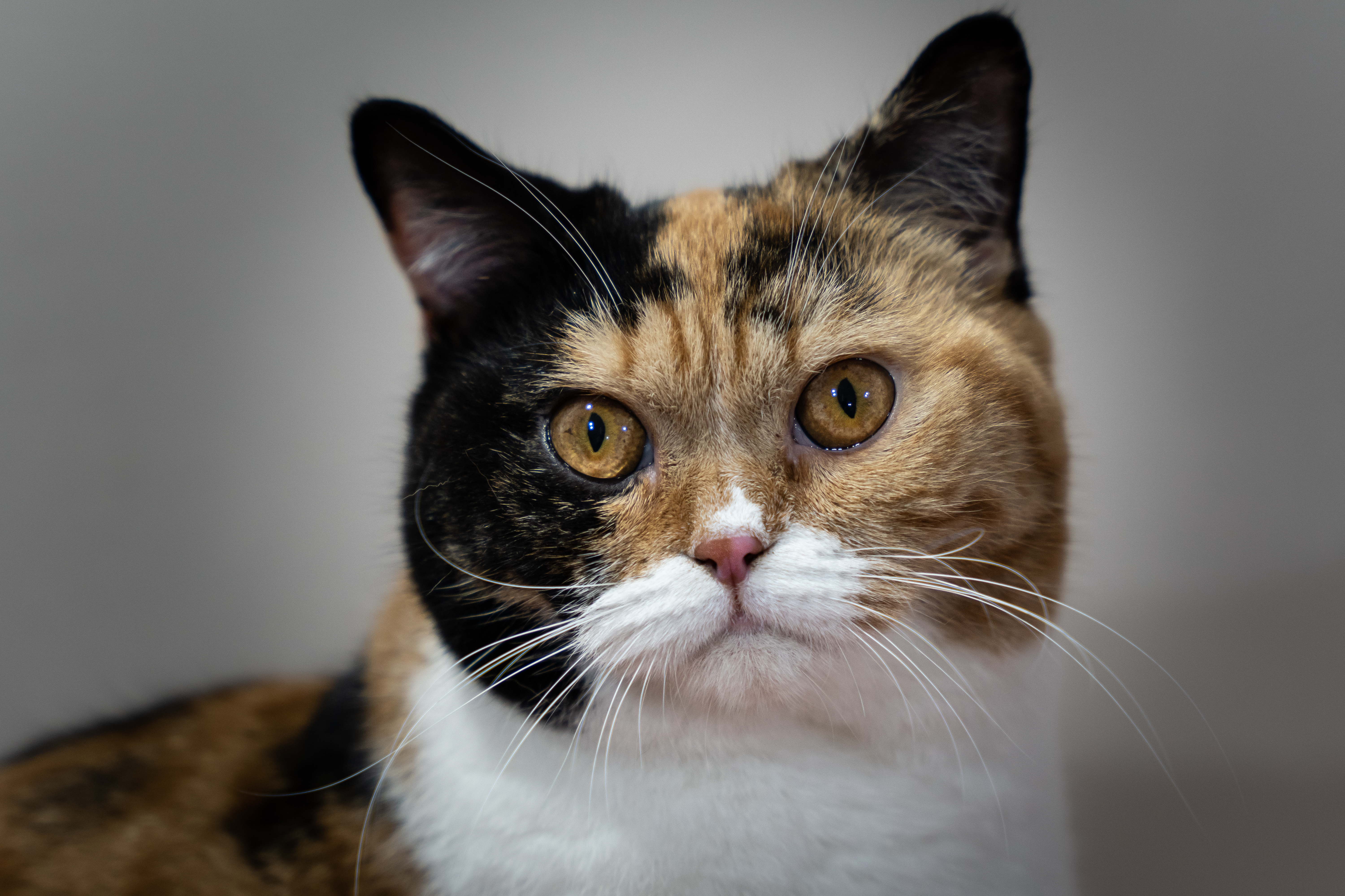 ICH. Szőke Tisza Cats Gizi