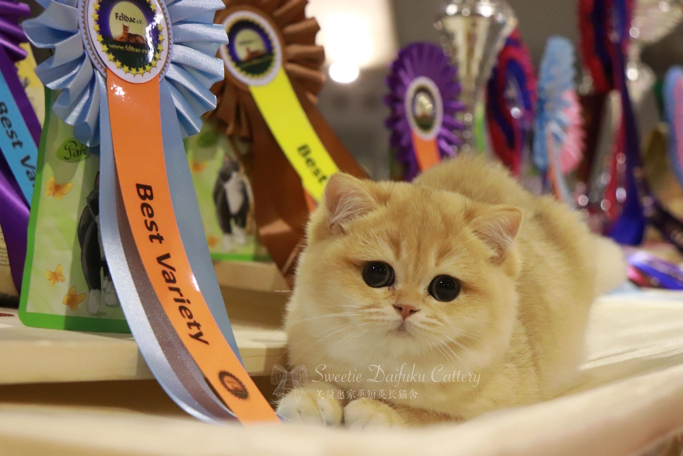 Diamond Princess of Xianhui's Sweetie