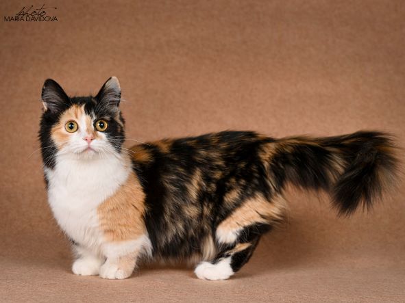 JCH. Davidoff's*UA Beauty