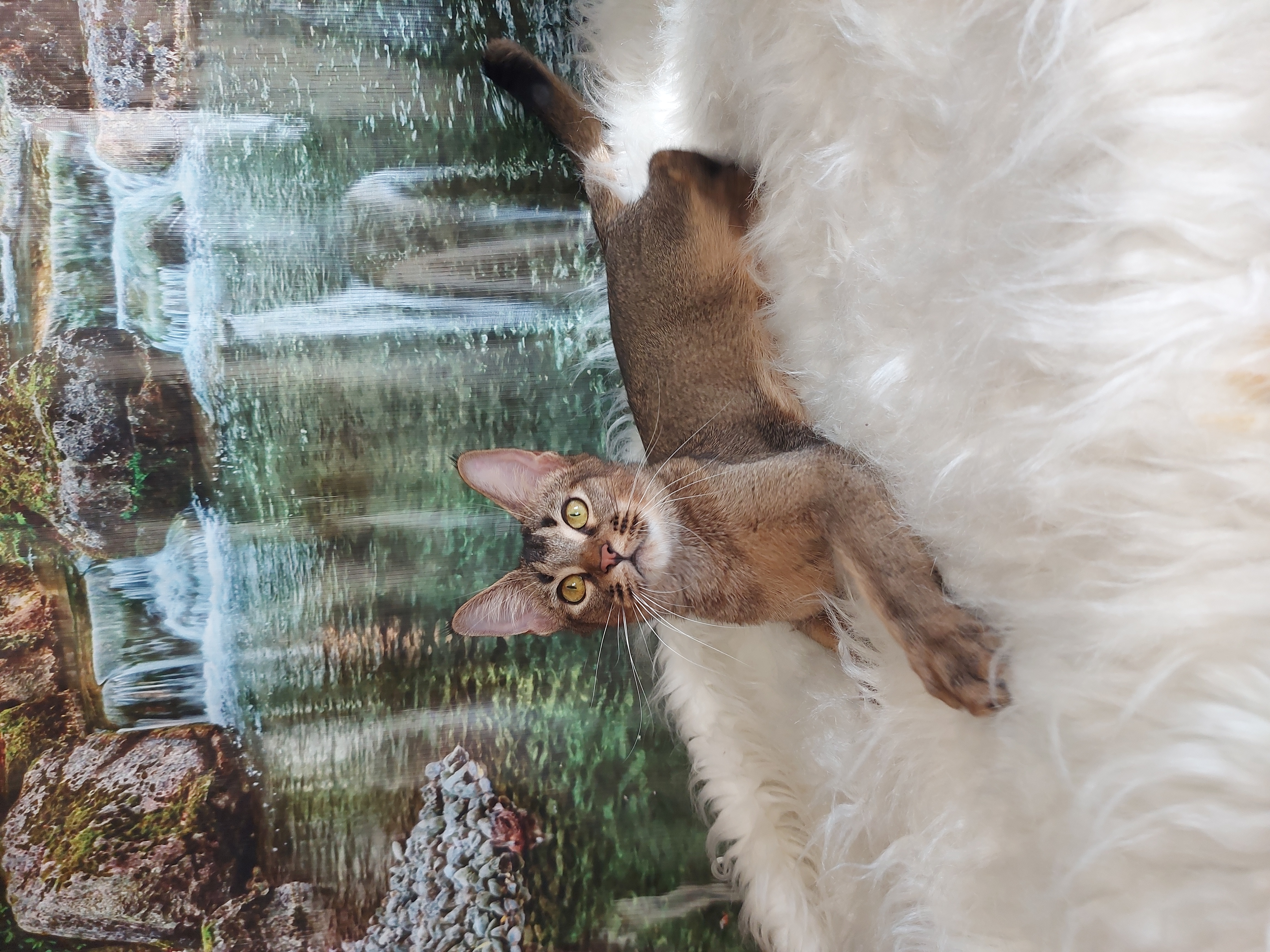 Astrid Golden Felis