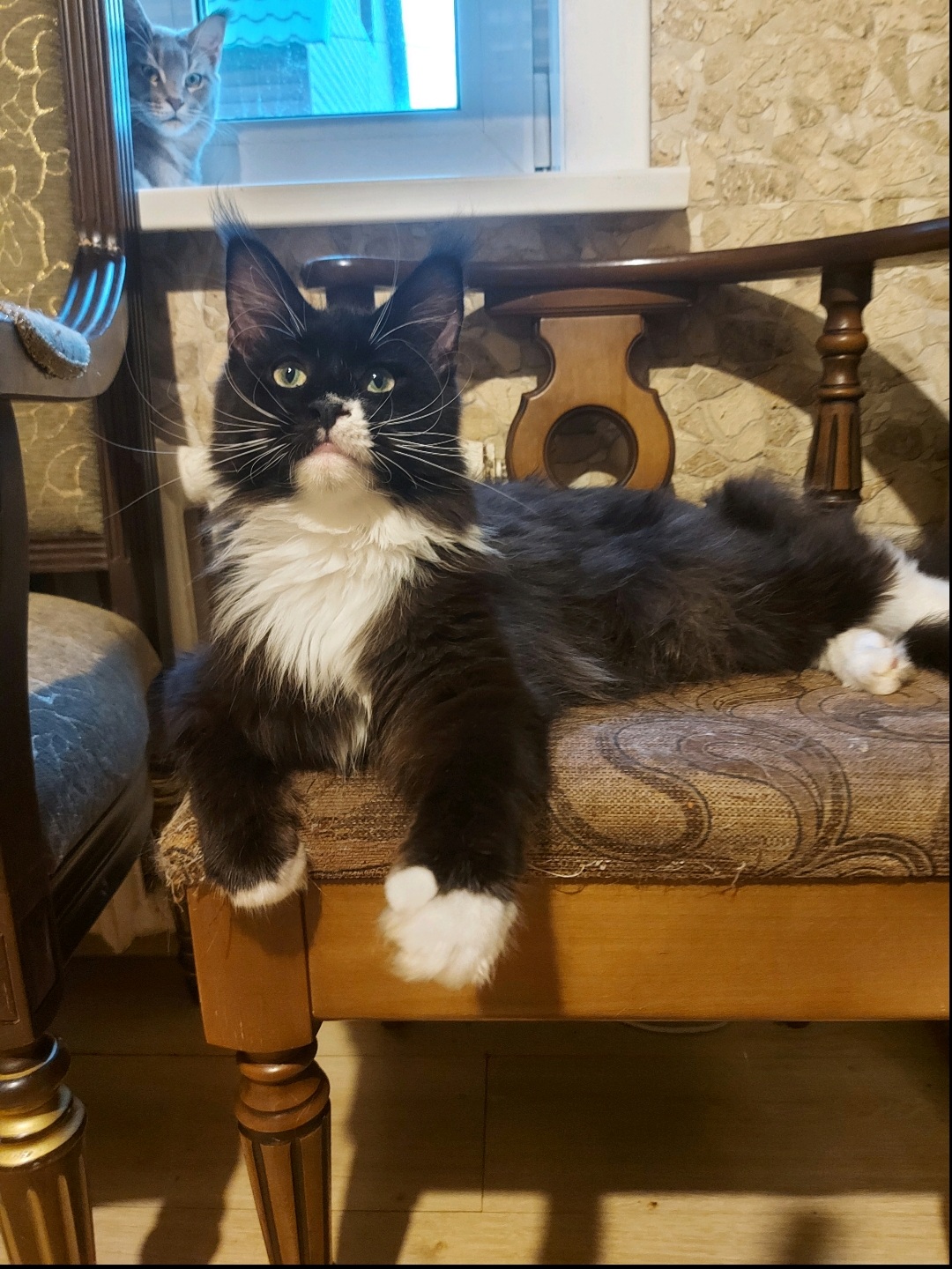 KCH. Zarina Golden Felis