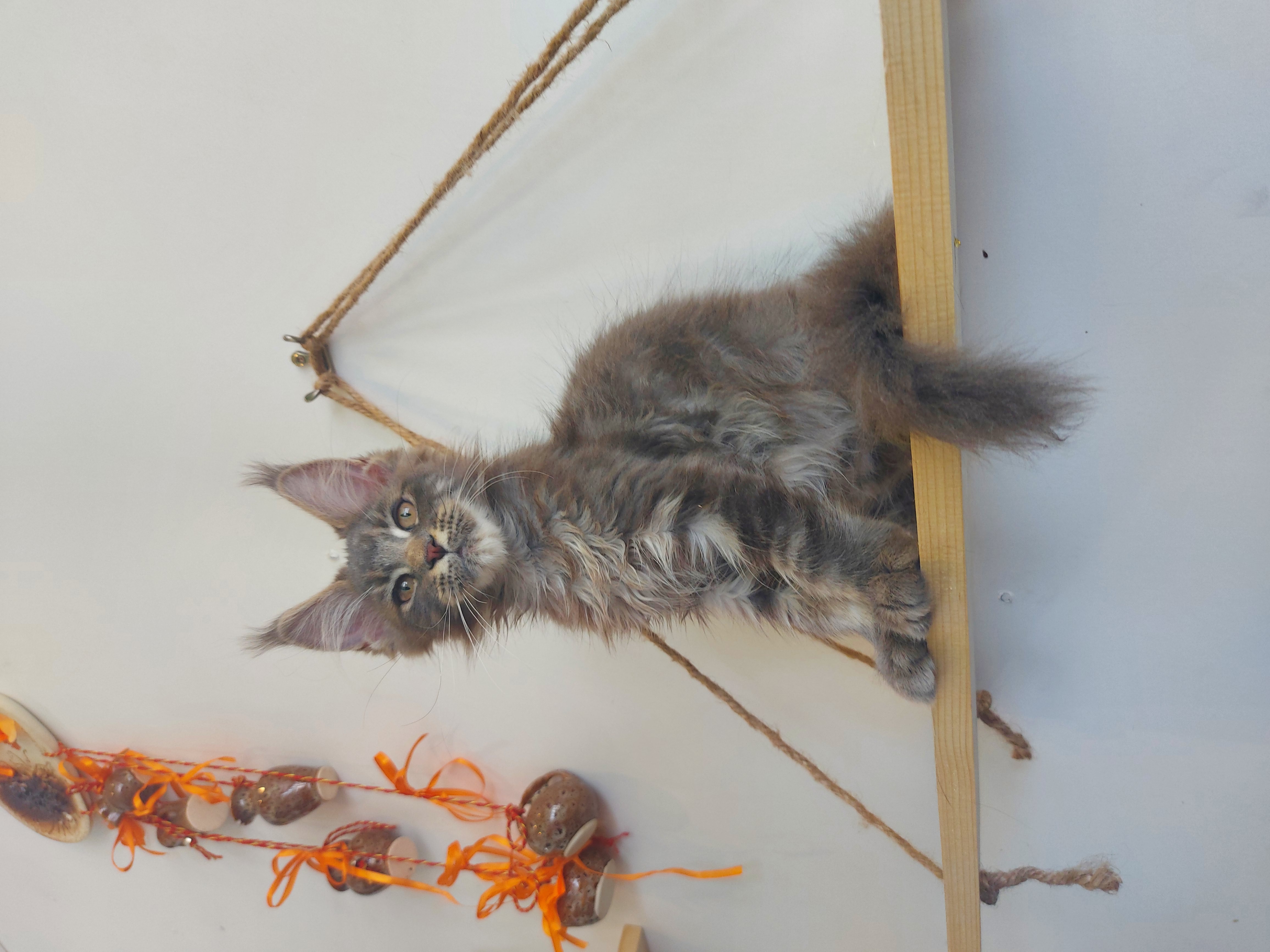 KCH. Zade Arnar Golden Felis