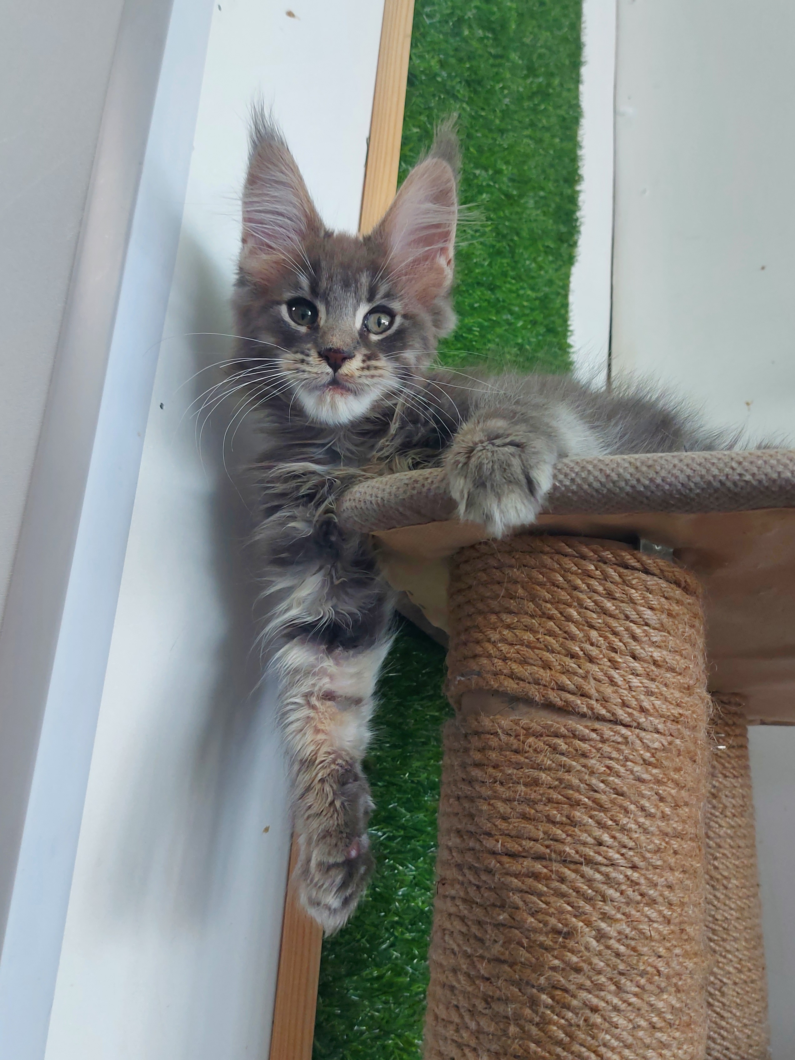 Zena Golden Felis