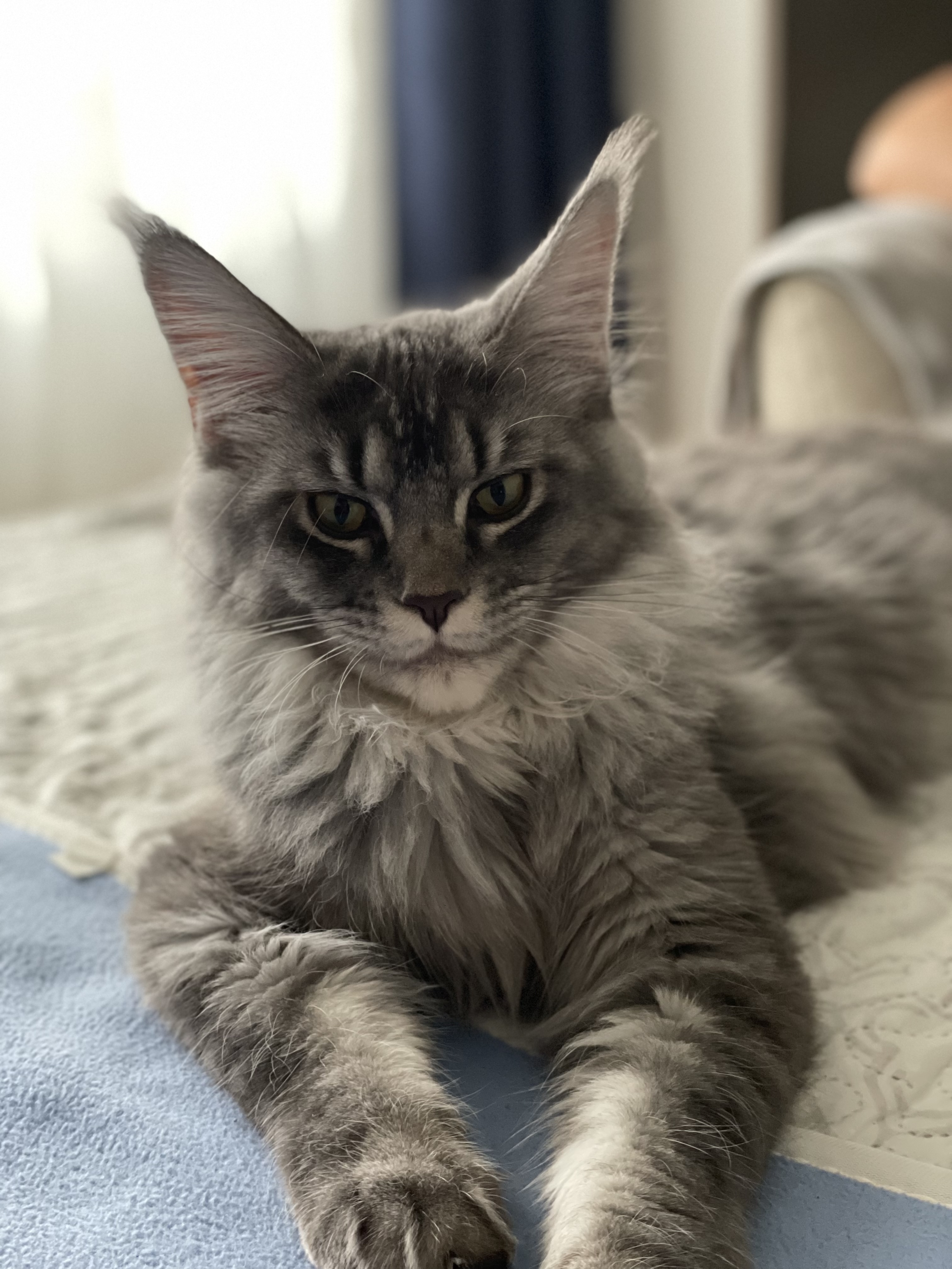 Chantal of Julie’s Aristocats*RO