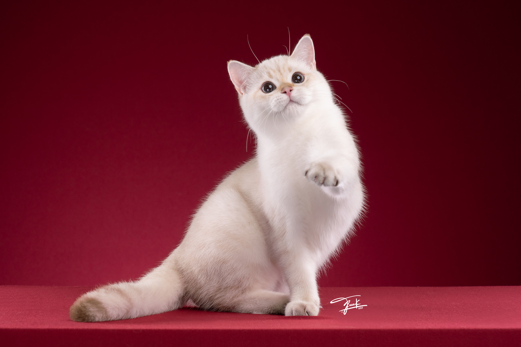 CH. Sugar butter’s Angelo Mildy M