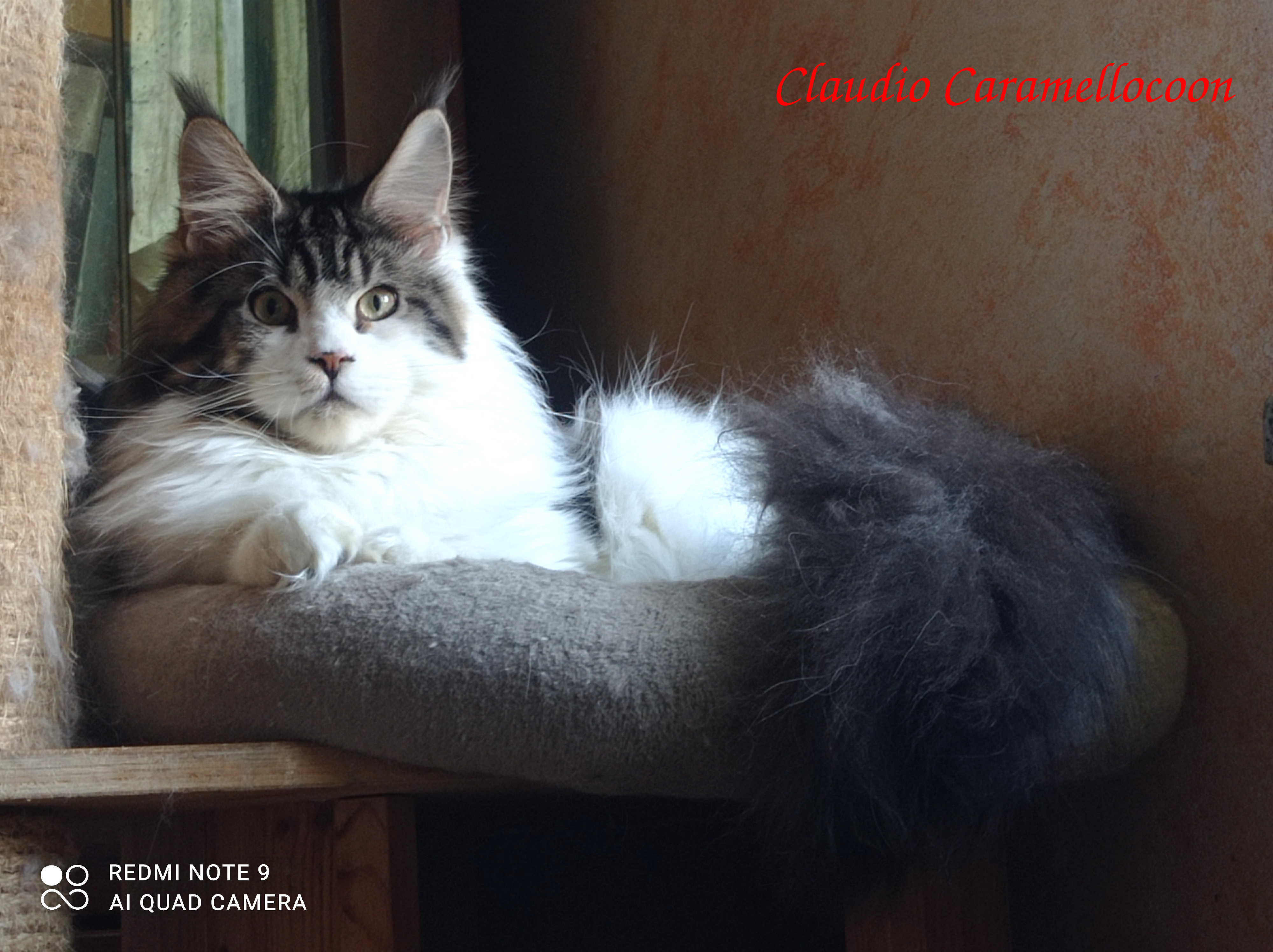 Claudio Caramellocoon