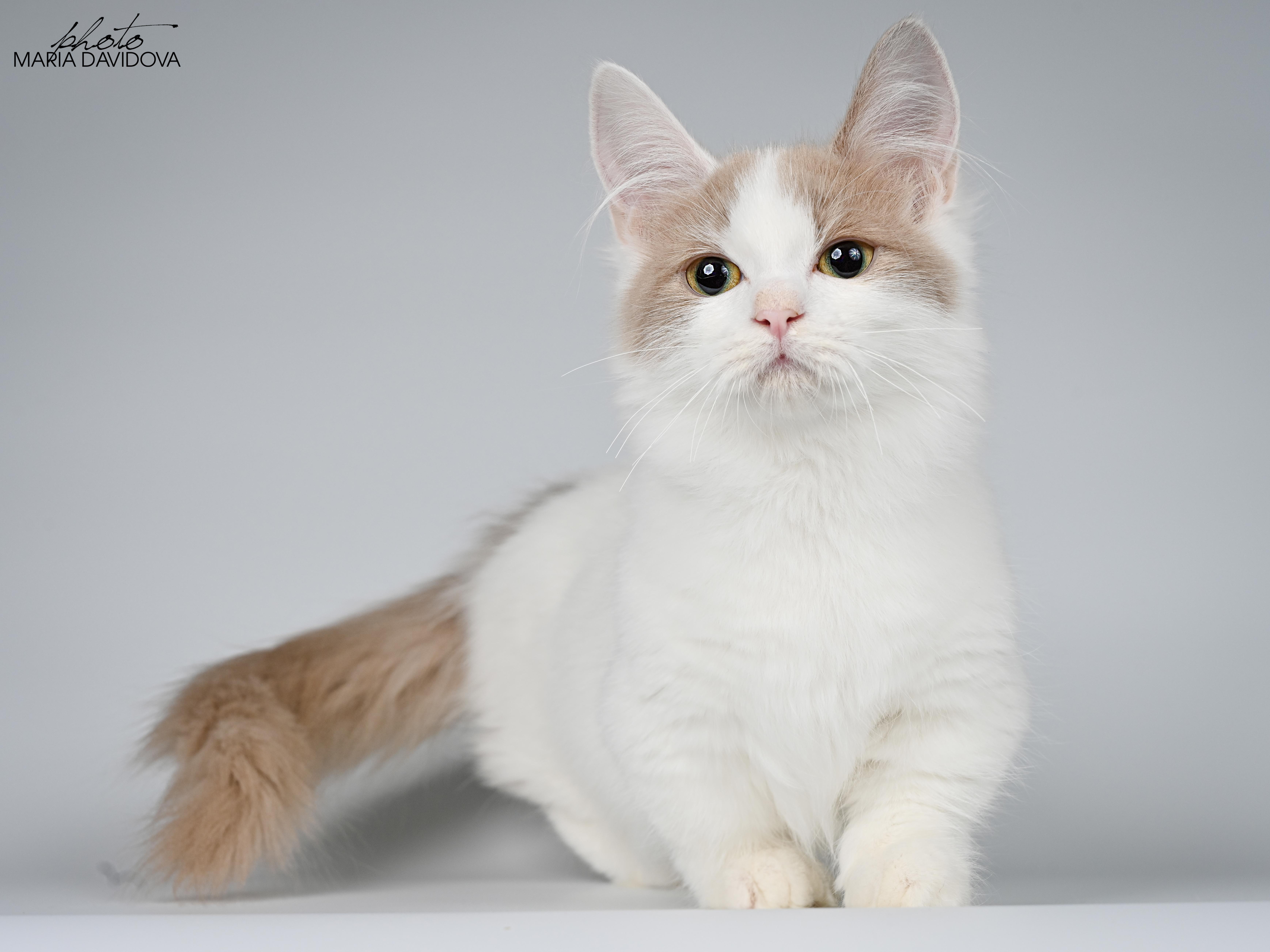 Davidoff's*UA Fererro