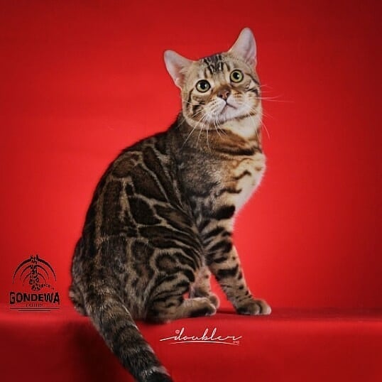 SUPERSTARBENGAL SAFARAZ OF ZAIGHAM