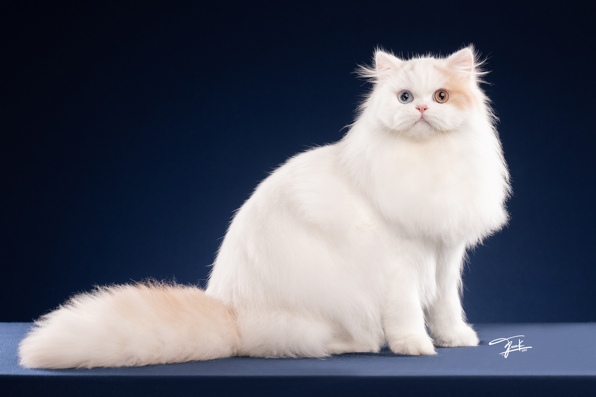 Tuama Family Shaman King